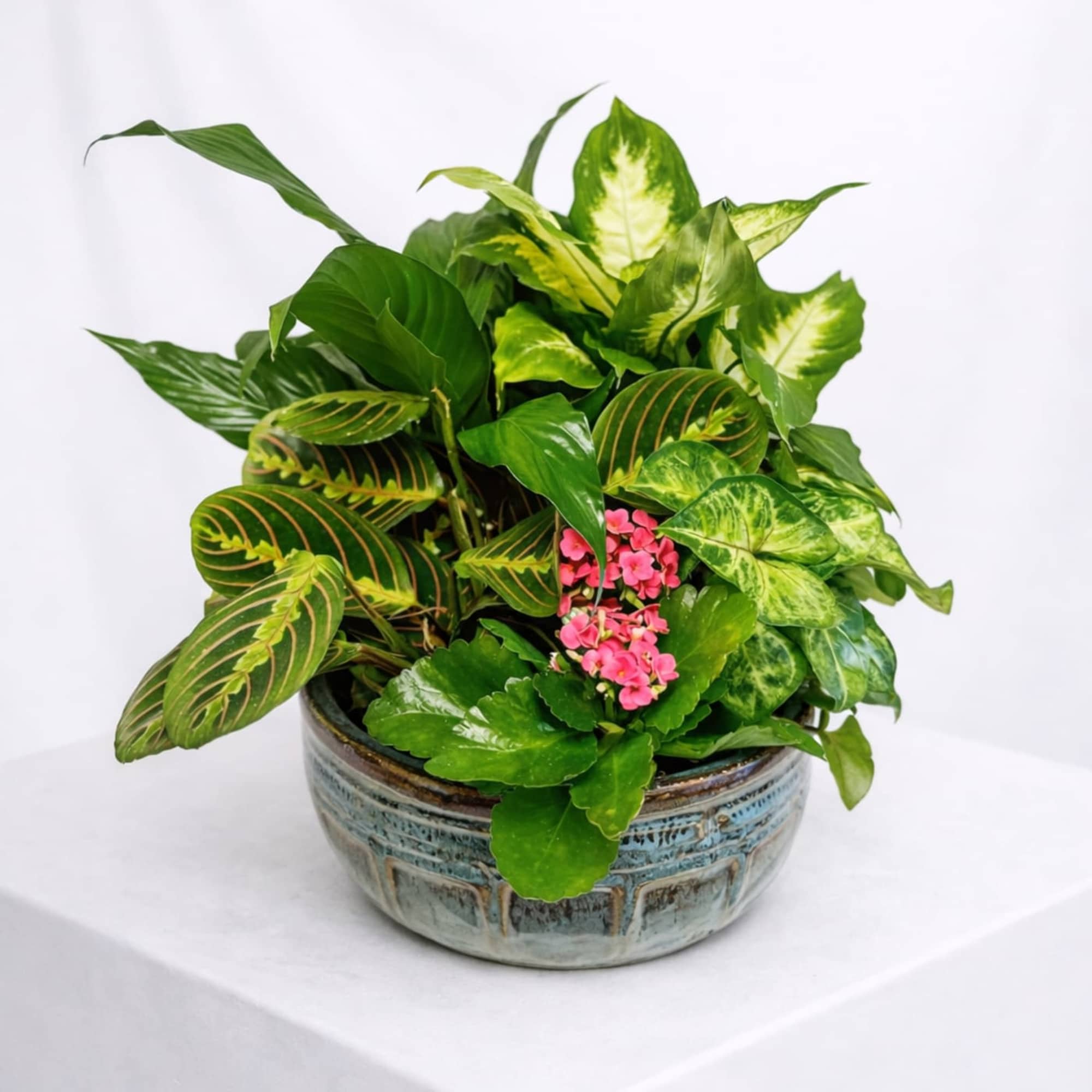 A lush blend of vibrant greenery and blooming beauty, our Plant Haven