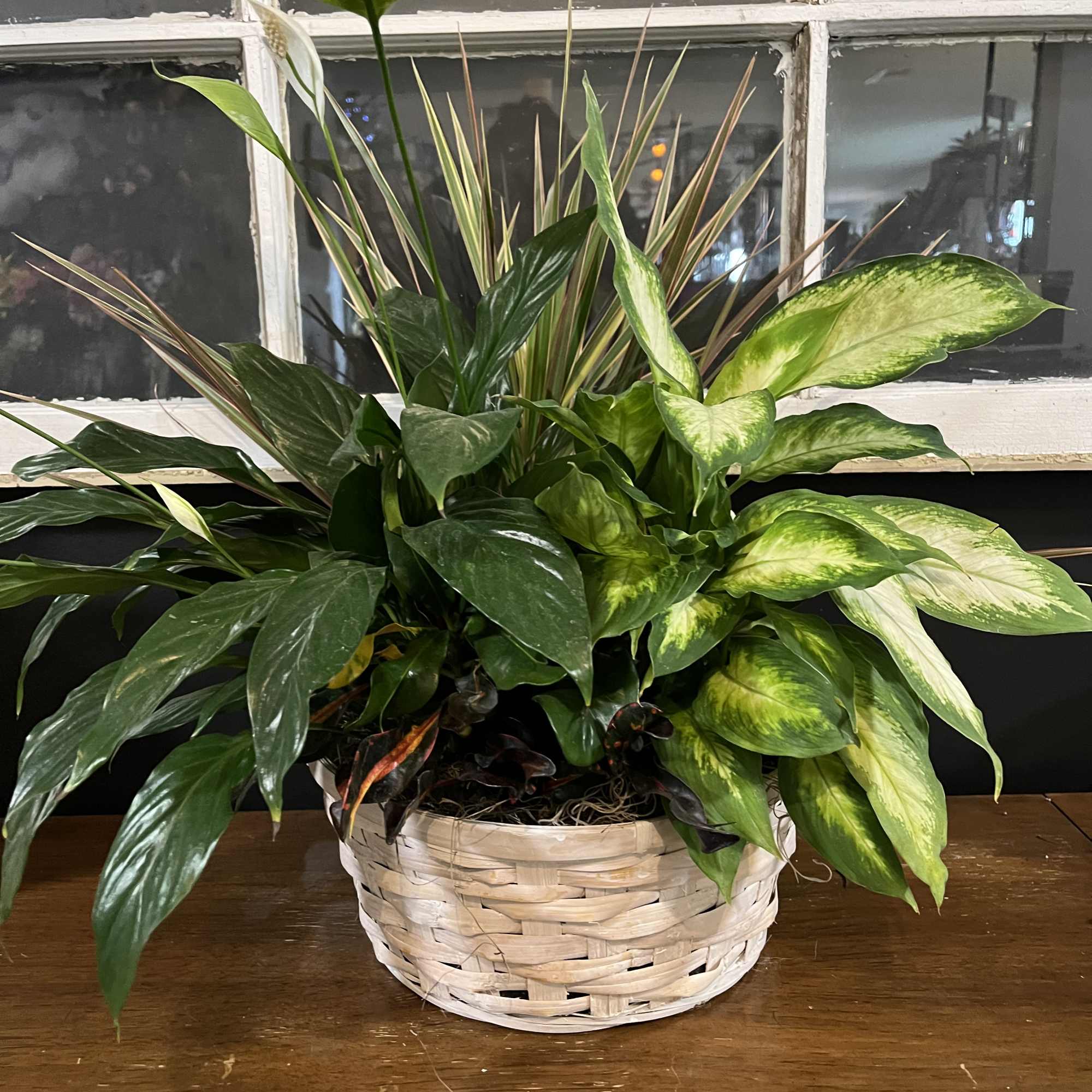 Mixed green houseplants arranged in a woven basket planter