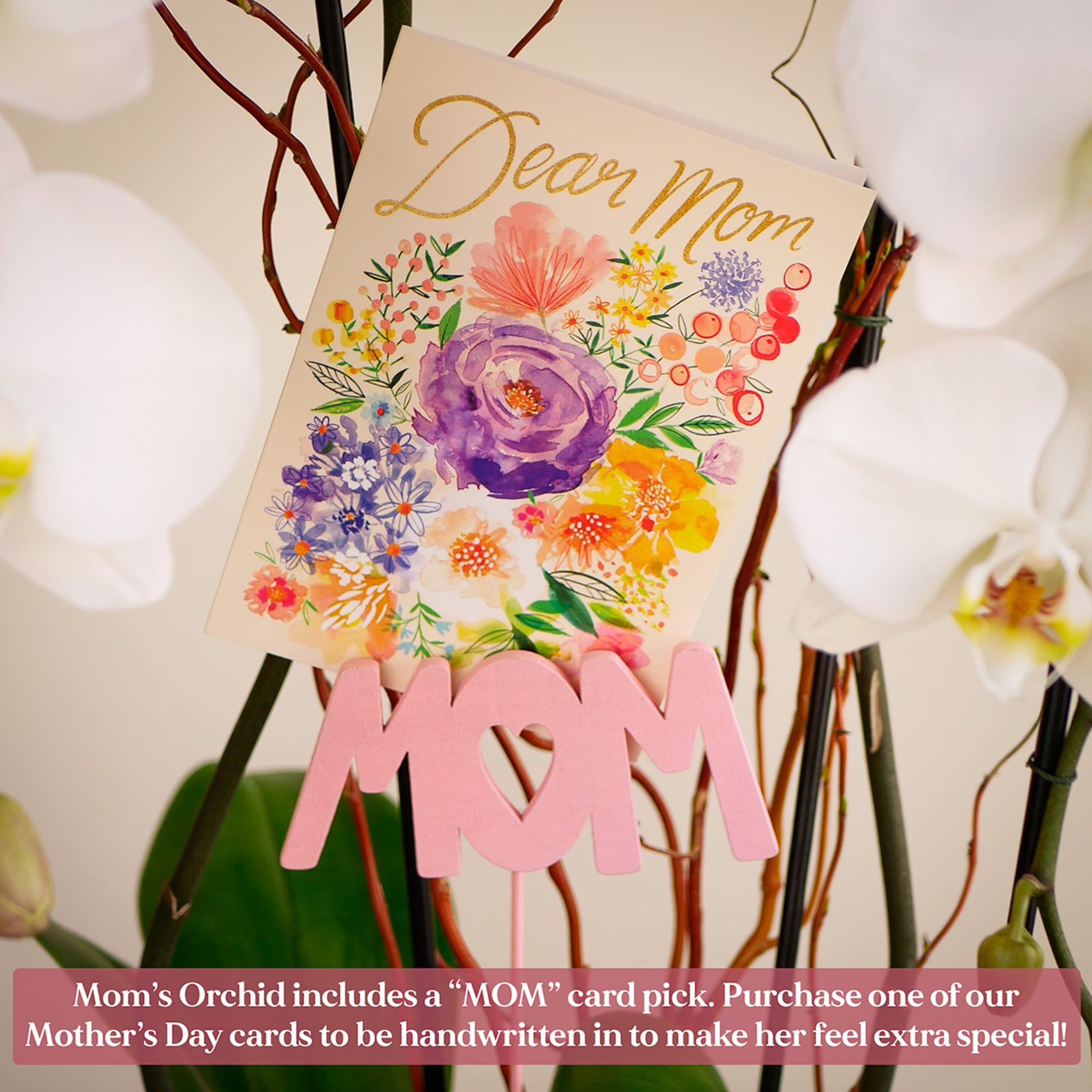 Gift Mom a long-lasting orchid plant that she will continue to love