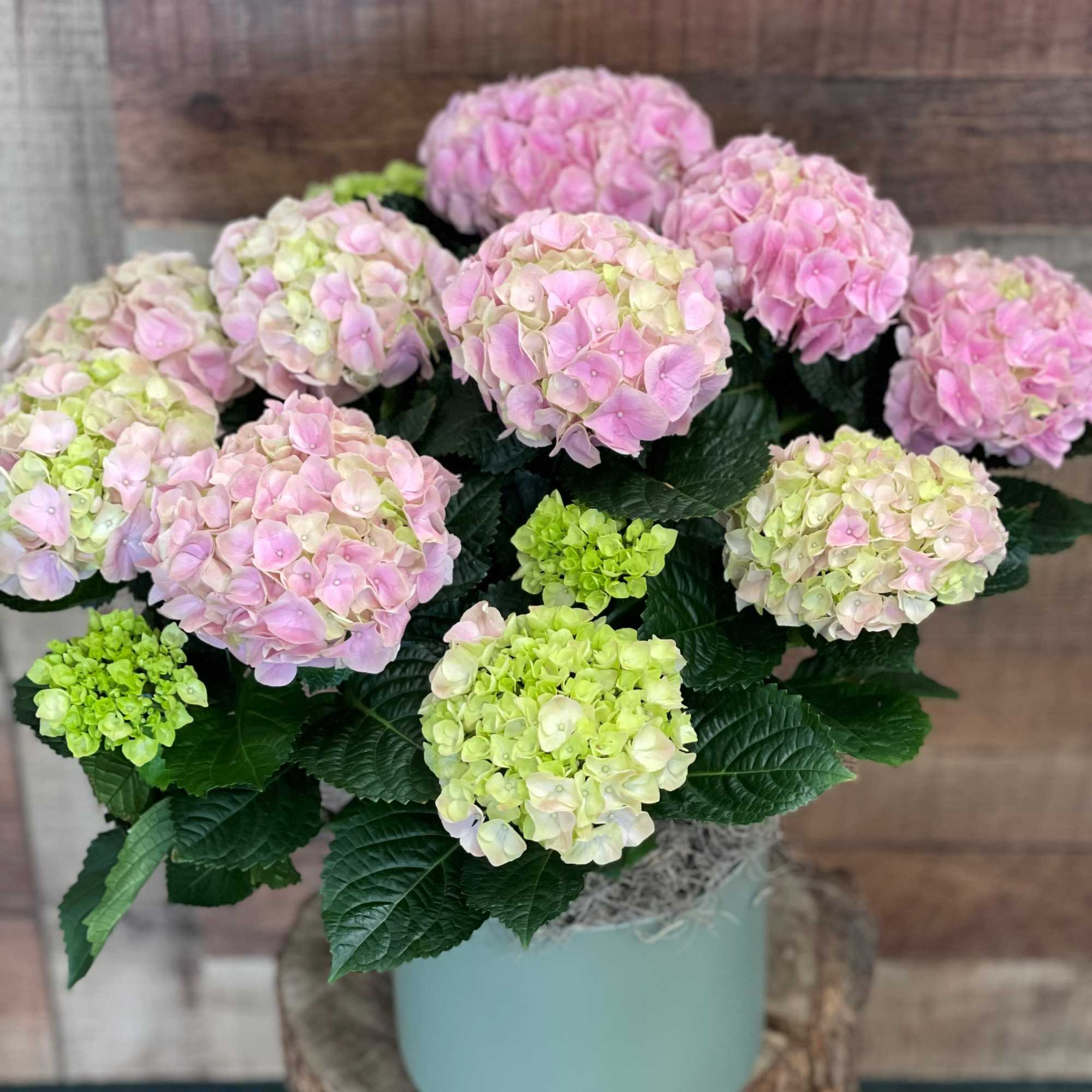 Big, beautiful blossoms of pretty petals make the pink hydrangea a popular