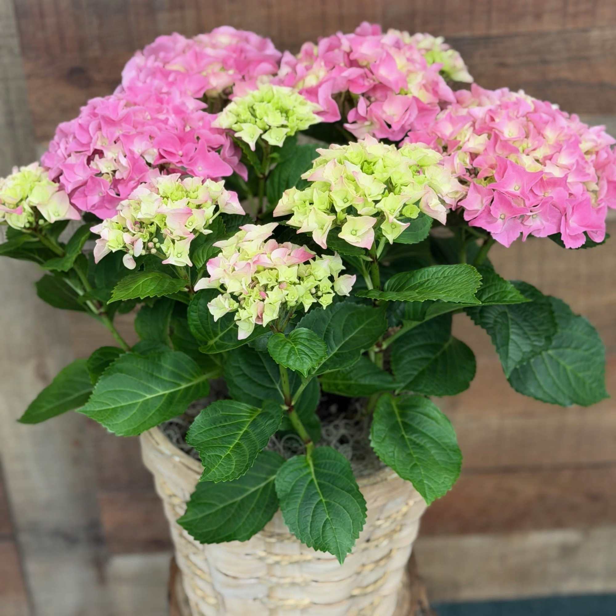 Big, beautiful blossoms of pretty petals make the pink hydrangea a popular