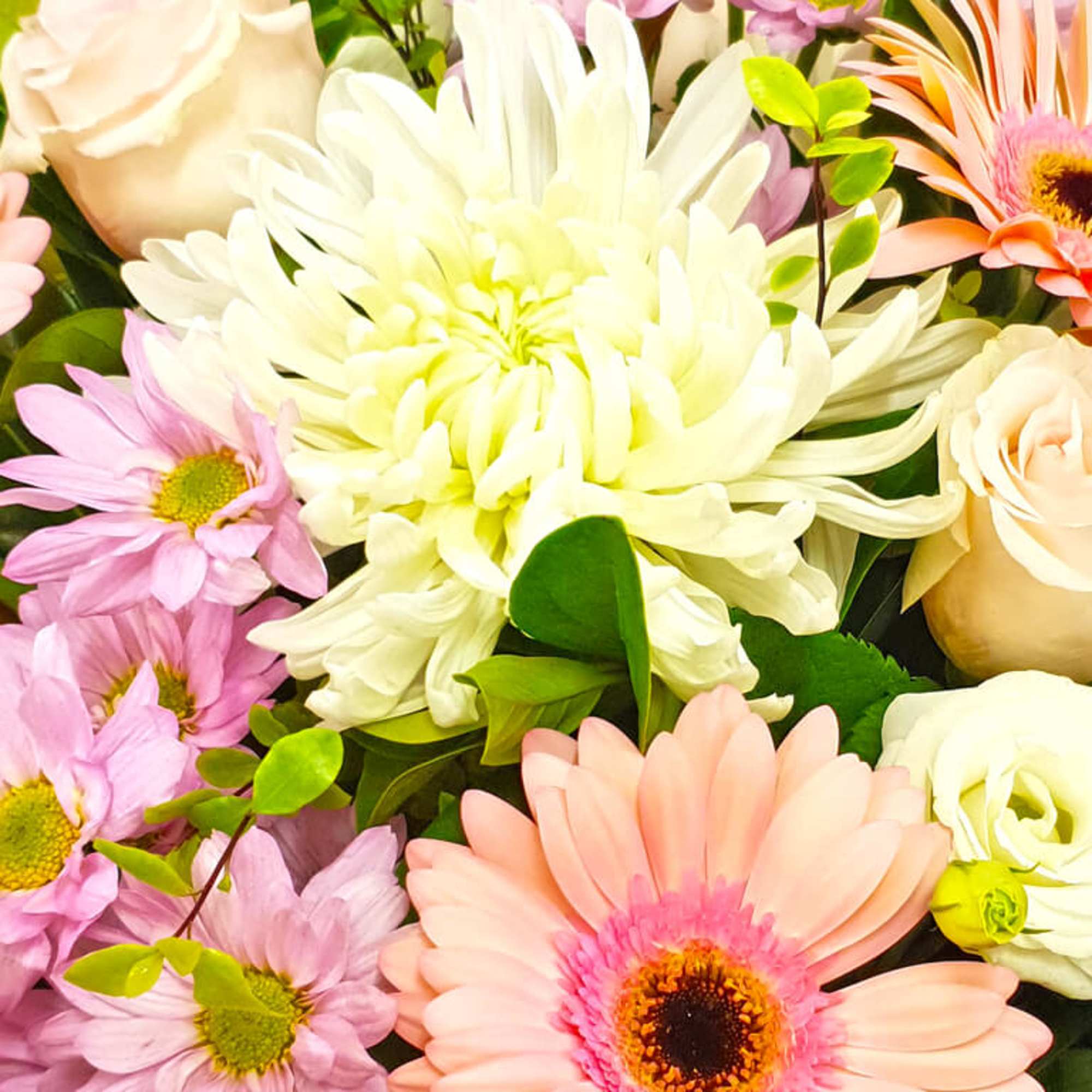 Bouquet of pink daisies, white chrysanthemum, and cream roses