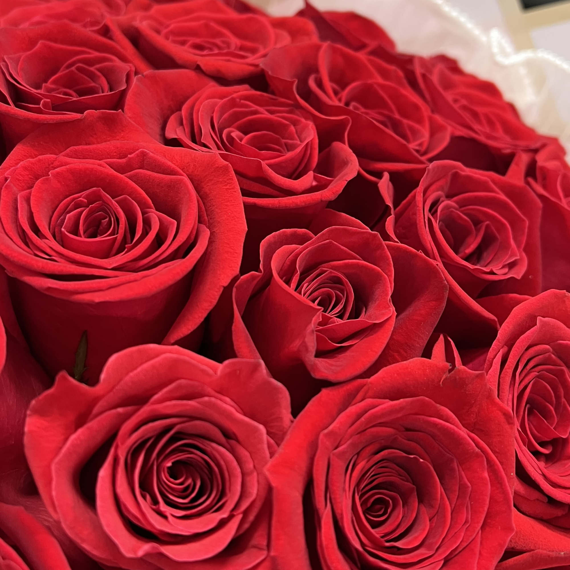 Bouquet of red roses wrapped in pink paper