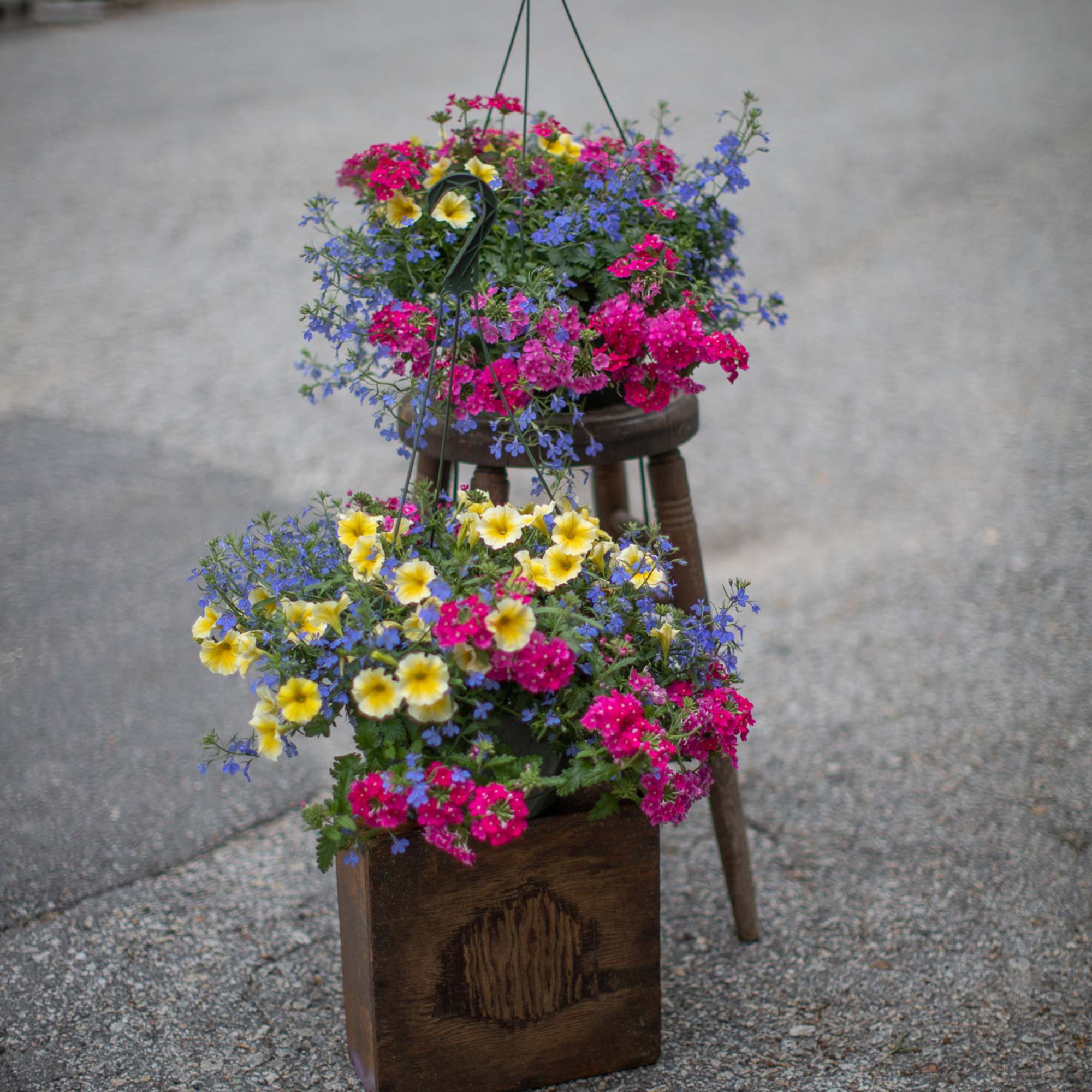 Two hanging baskets of pink, yellow, and blue flowers