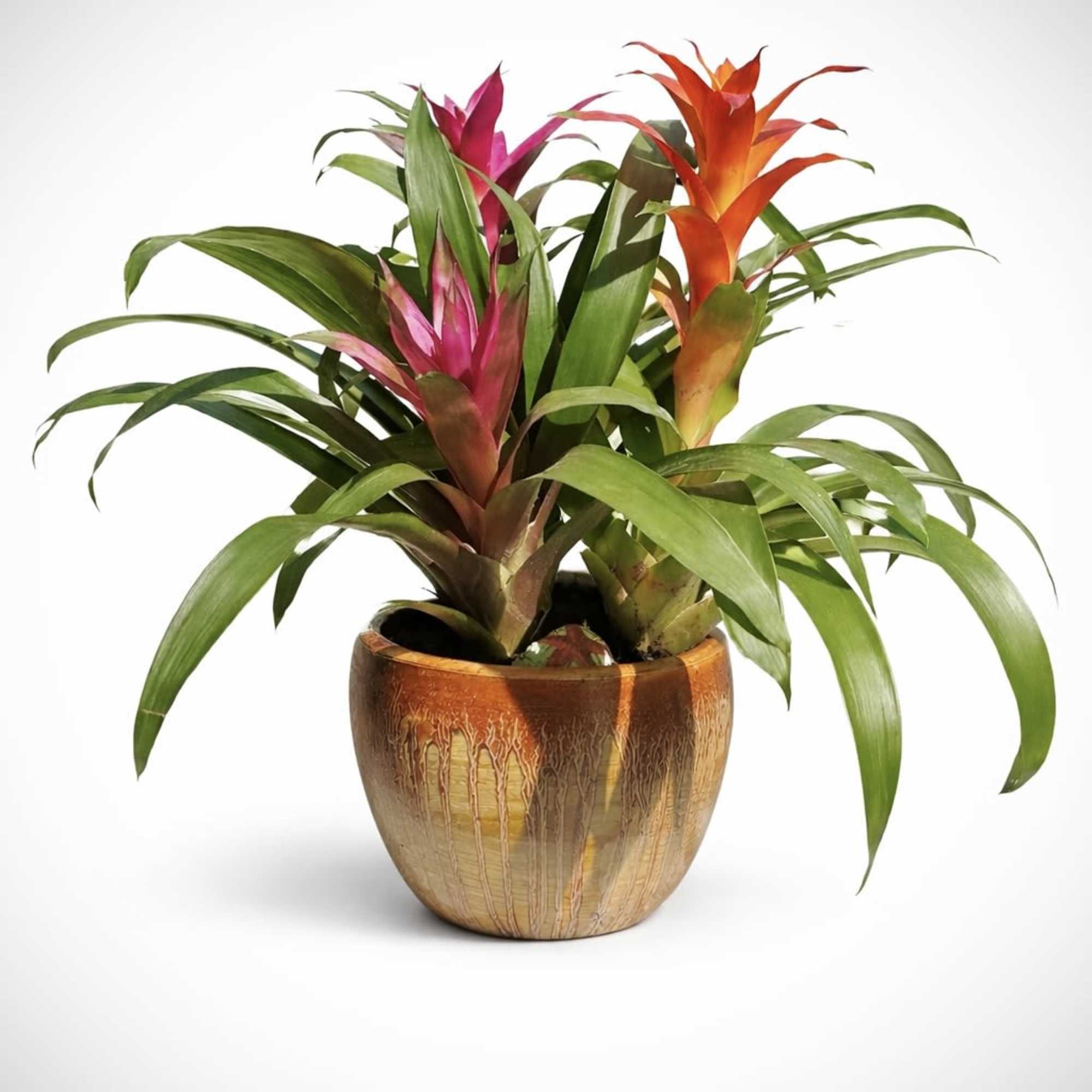 A bold, vibrant arrangement featuring two blooming bromeliads in rich coral and