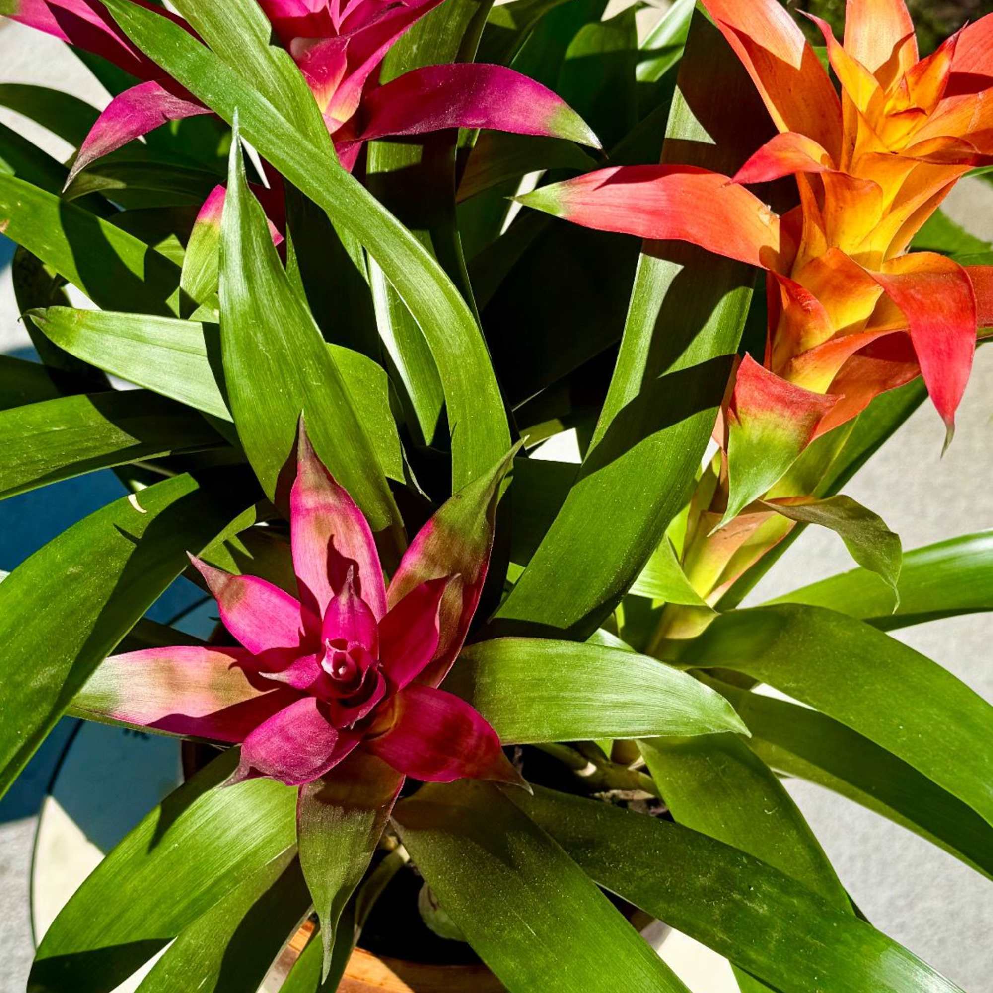A bold, vibrant arrangement featuring two blooming bromeliads in rich coral and