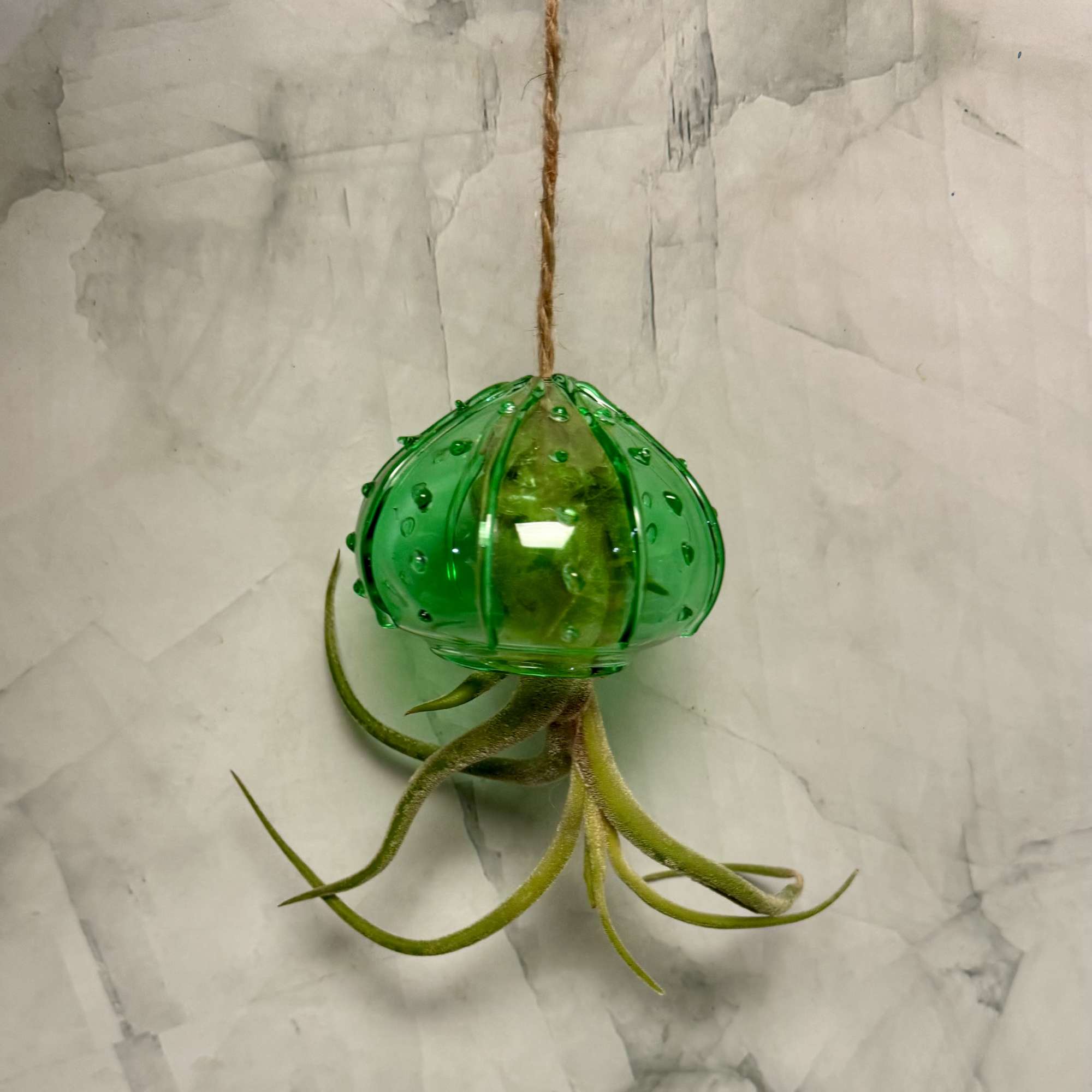Green air plant in a hanging glass holder