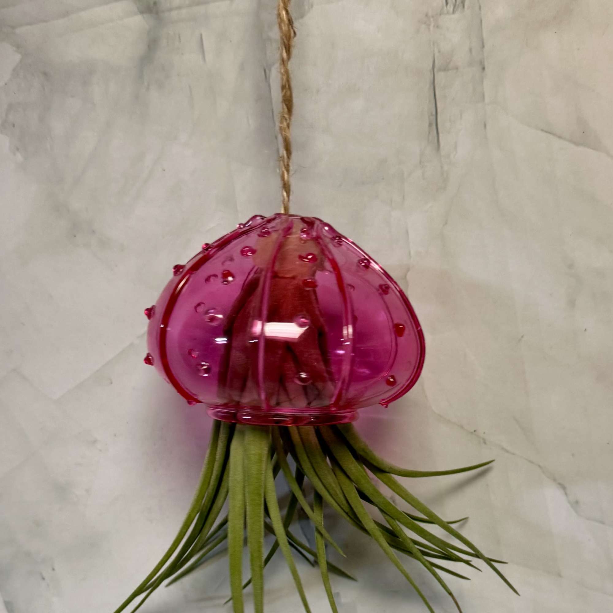 Pink hanging air plant holder with green air plant