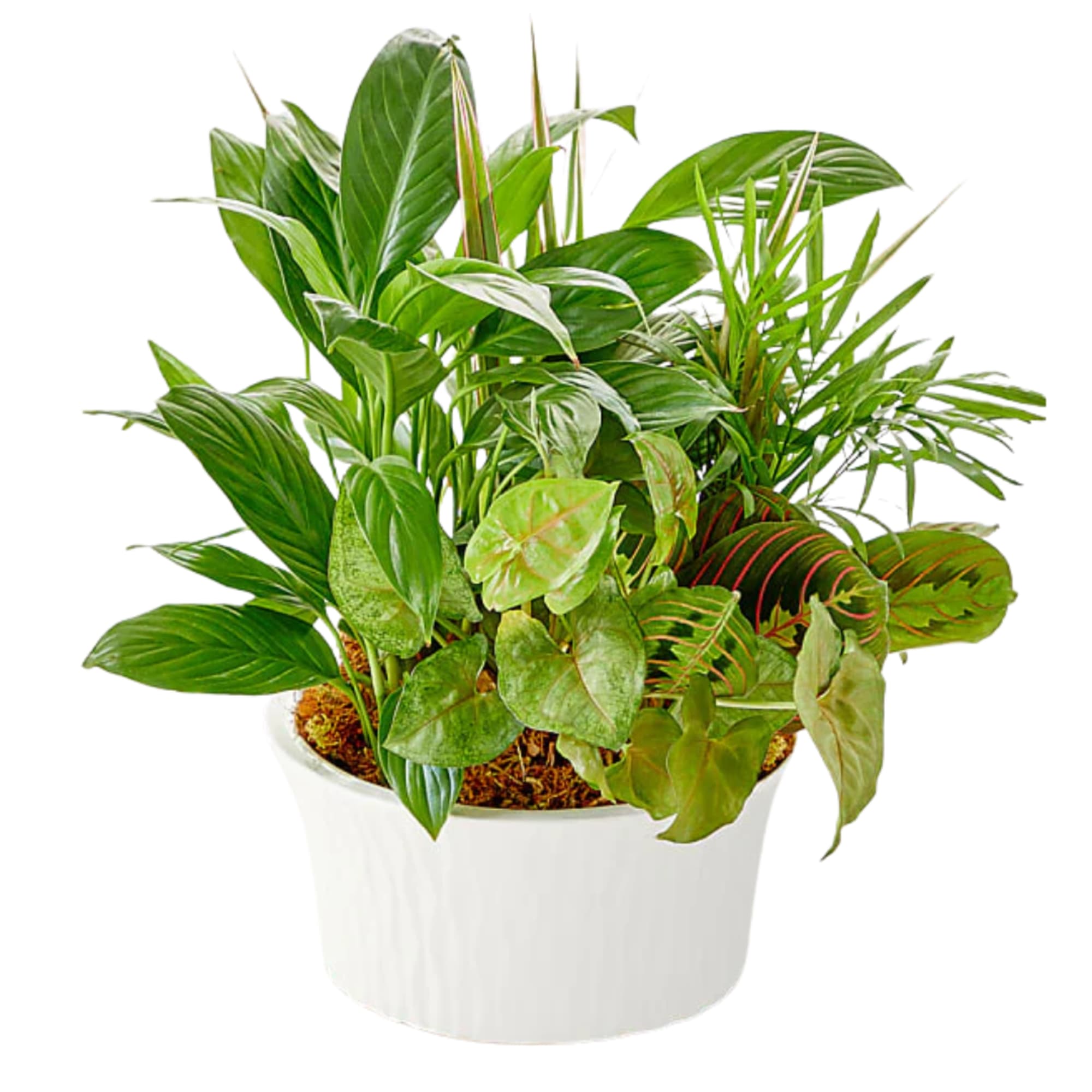 Assorted dish garden featuring a maranta prayer plant, palms, pothos, and dieffenbachia.
