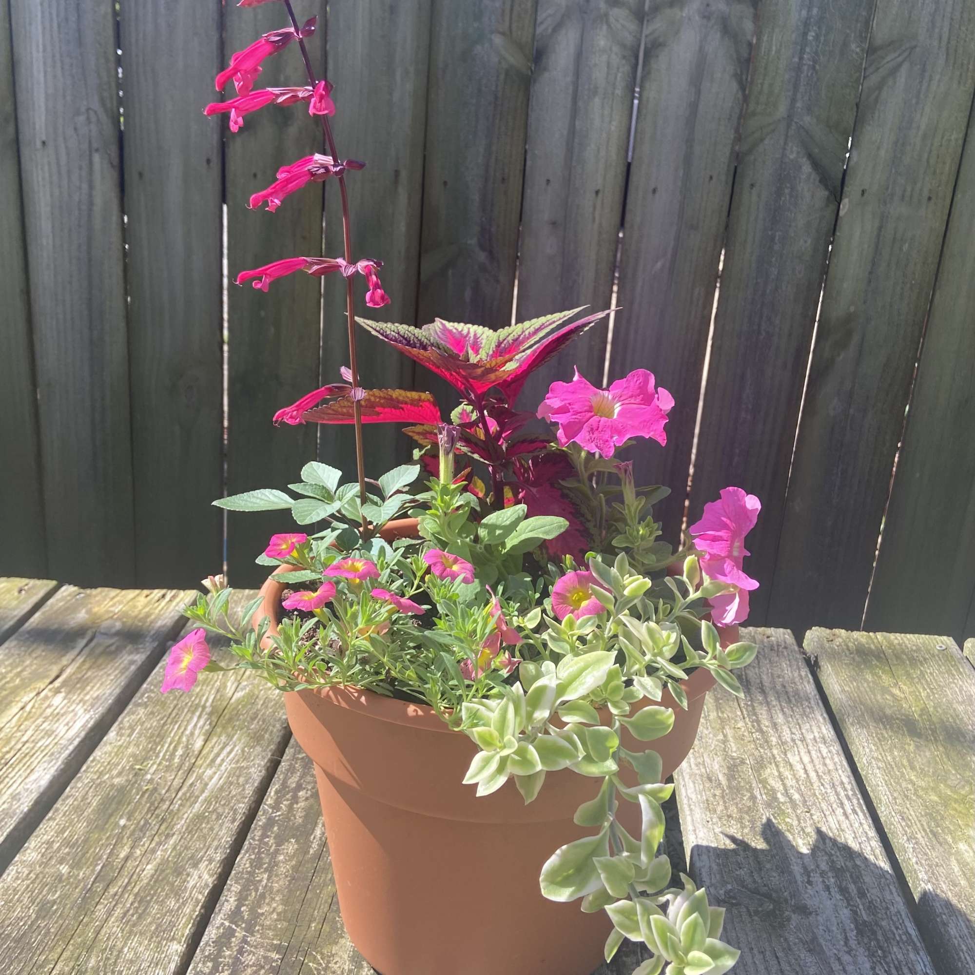 Potted mixed flowering plant with bright pink blooms and trailing foliage