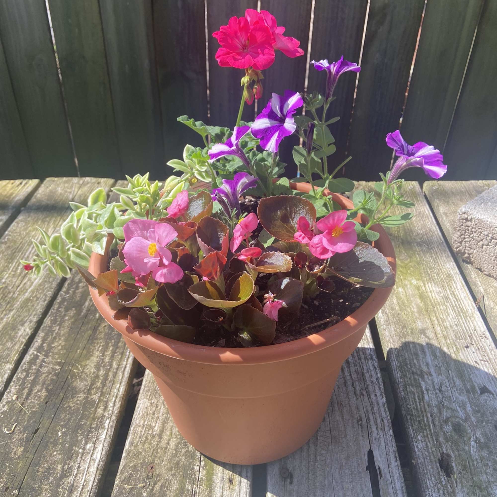 Potted mixed flowering plant with pink and purple blooms in a terracotta pot