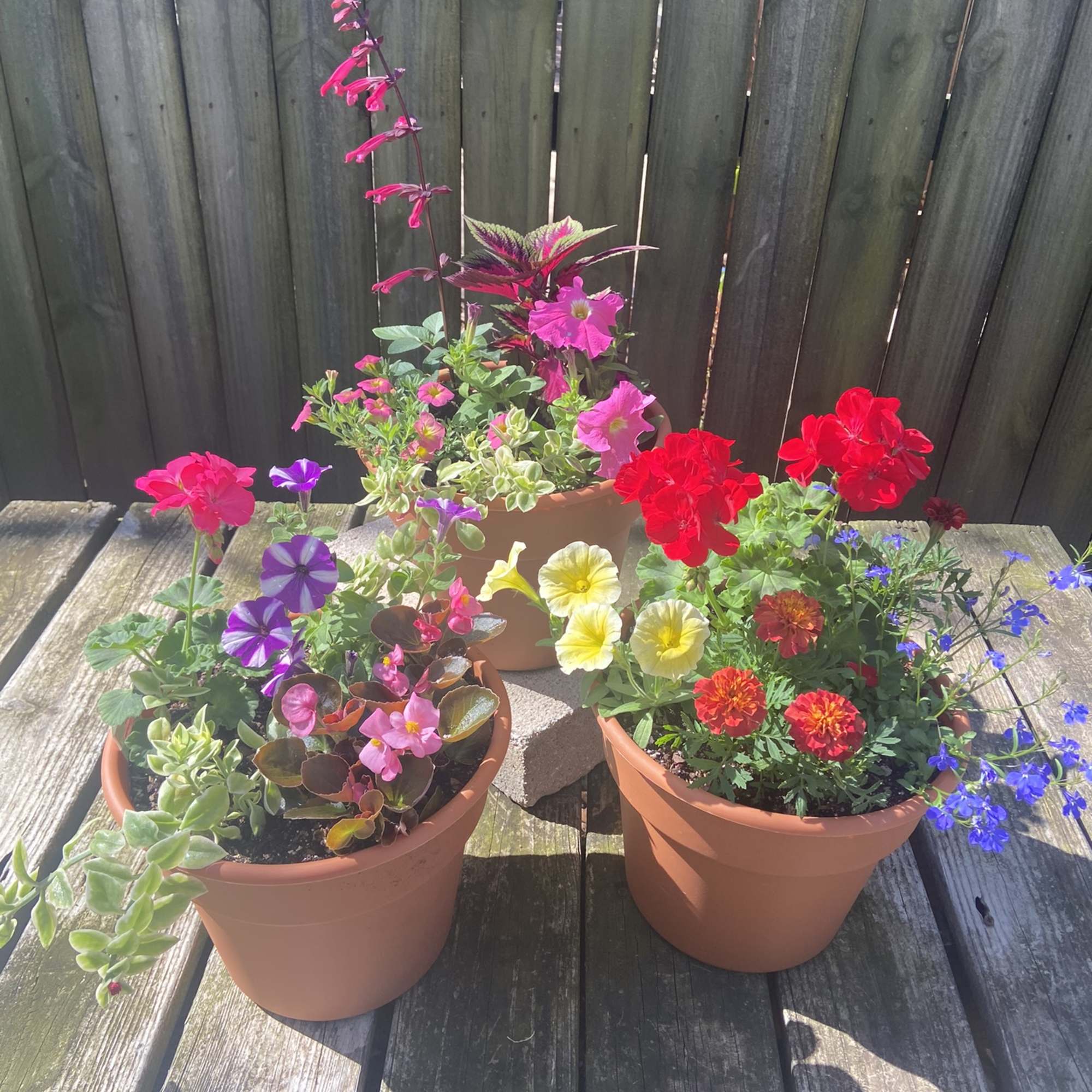 Three potted mixed flower arrangements with bright pink, red, yellow, and purple blooms