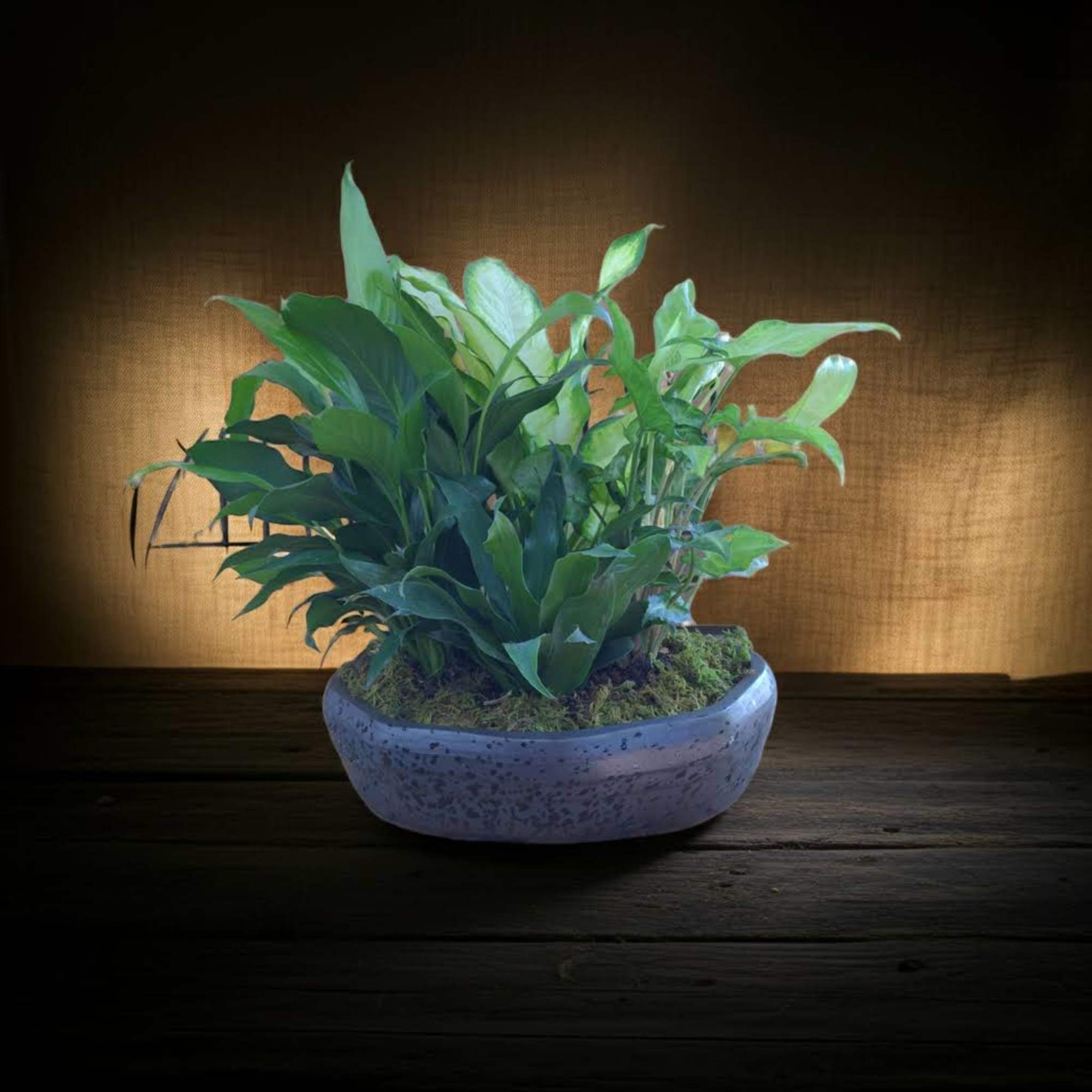 Dish Garden In Ceramic container. Plants &amp; Container may verify.

May Be Different