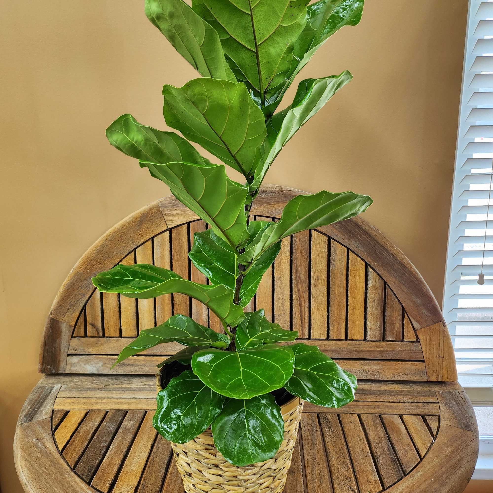 Potted fiddle leaf fig plant in a woven basket