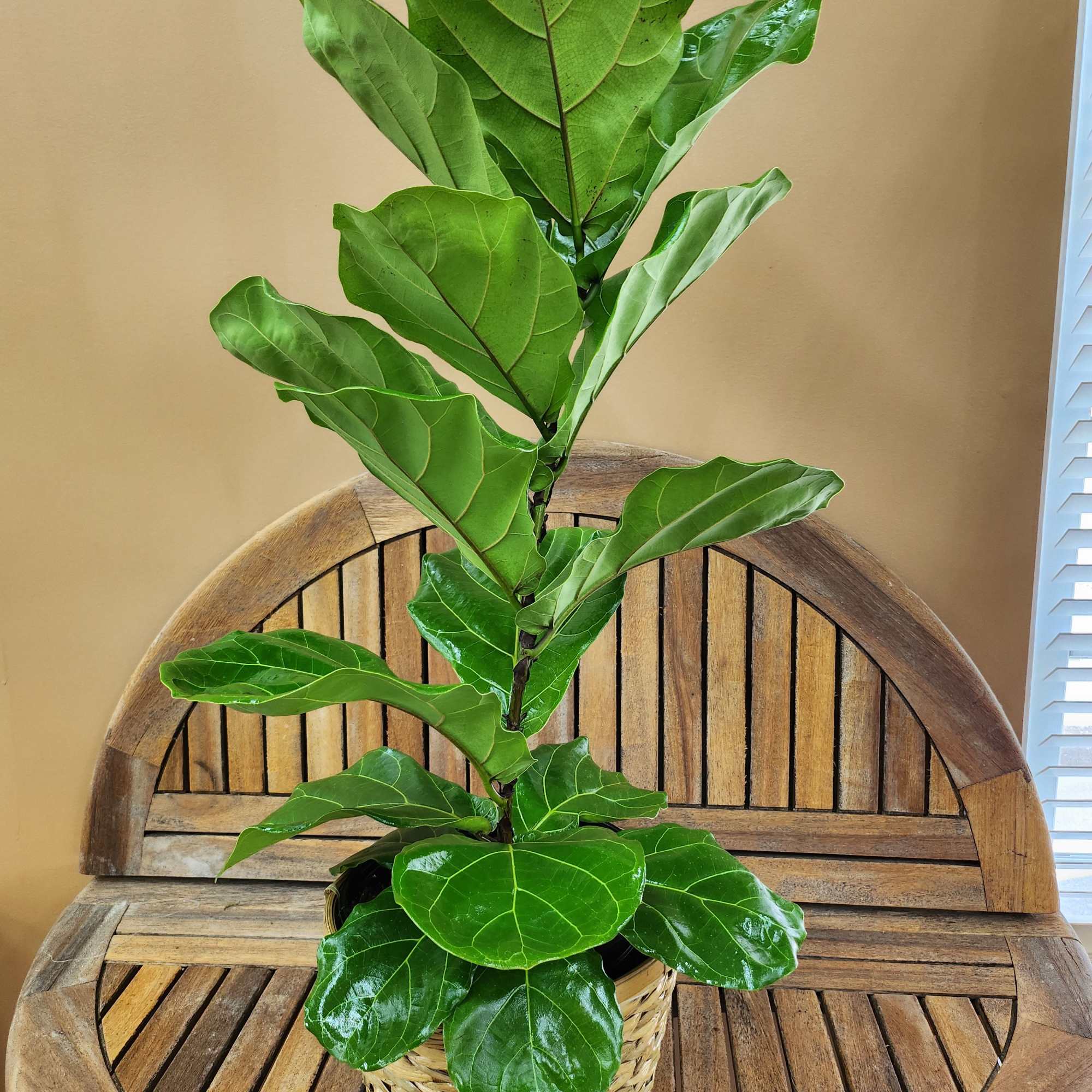 Potted fiddle leaf fig plant in a woven basket