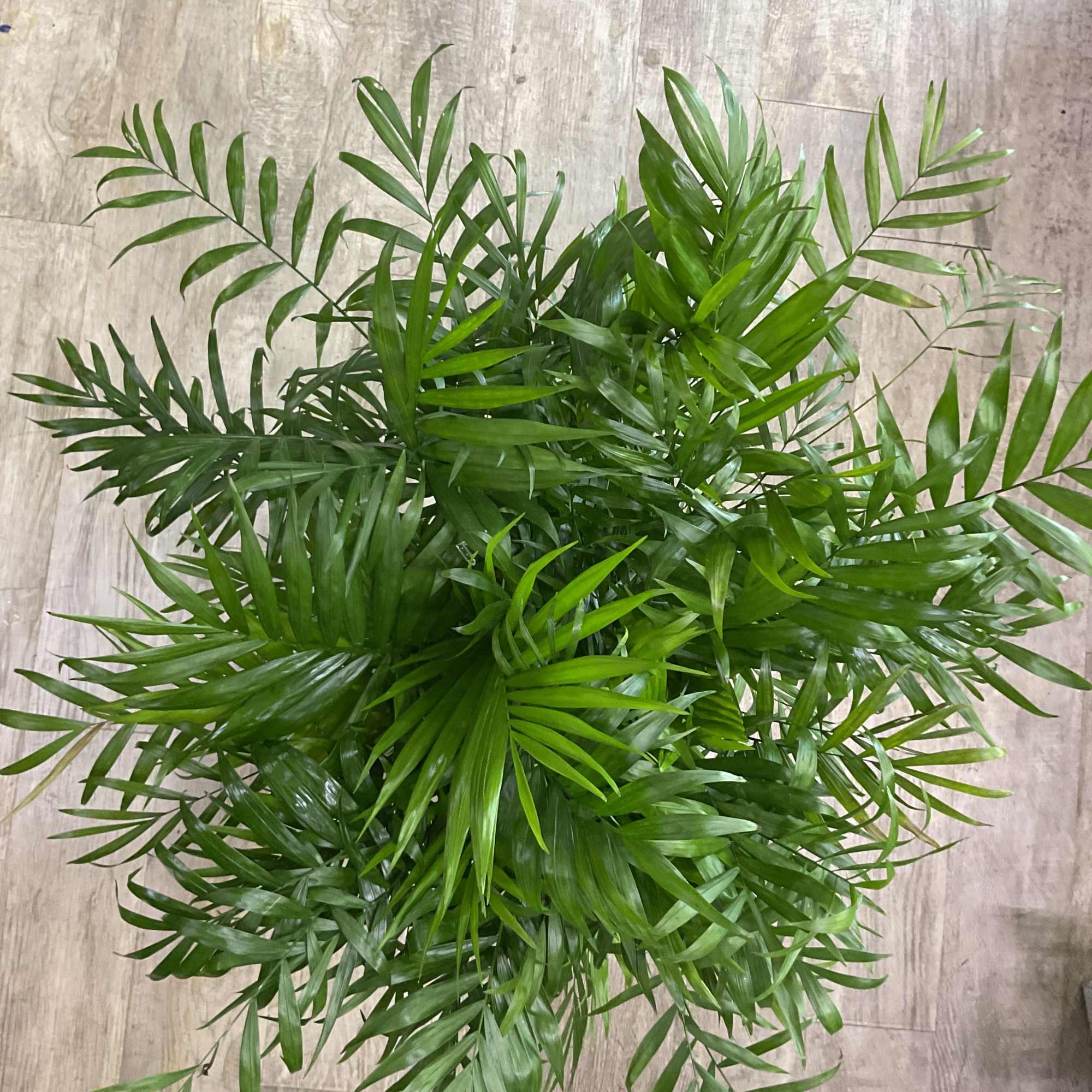 Bring natural beauty indoors with our 8-inch Potted Parlor Palm, a lush