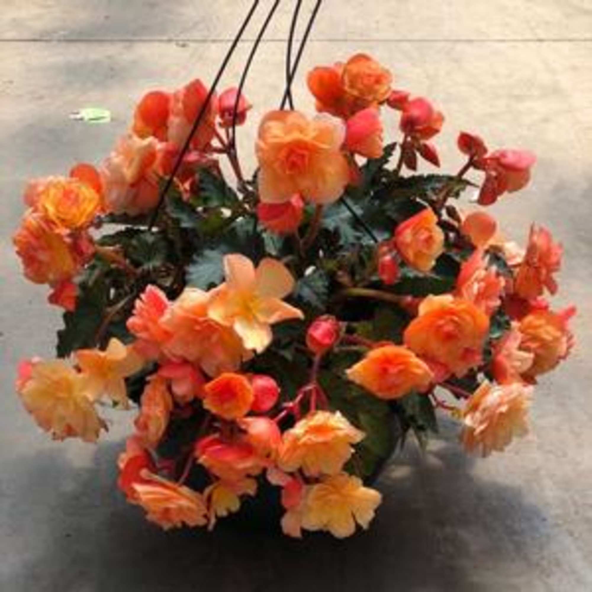 Hanging basket of orange and peach flowers