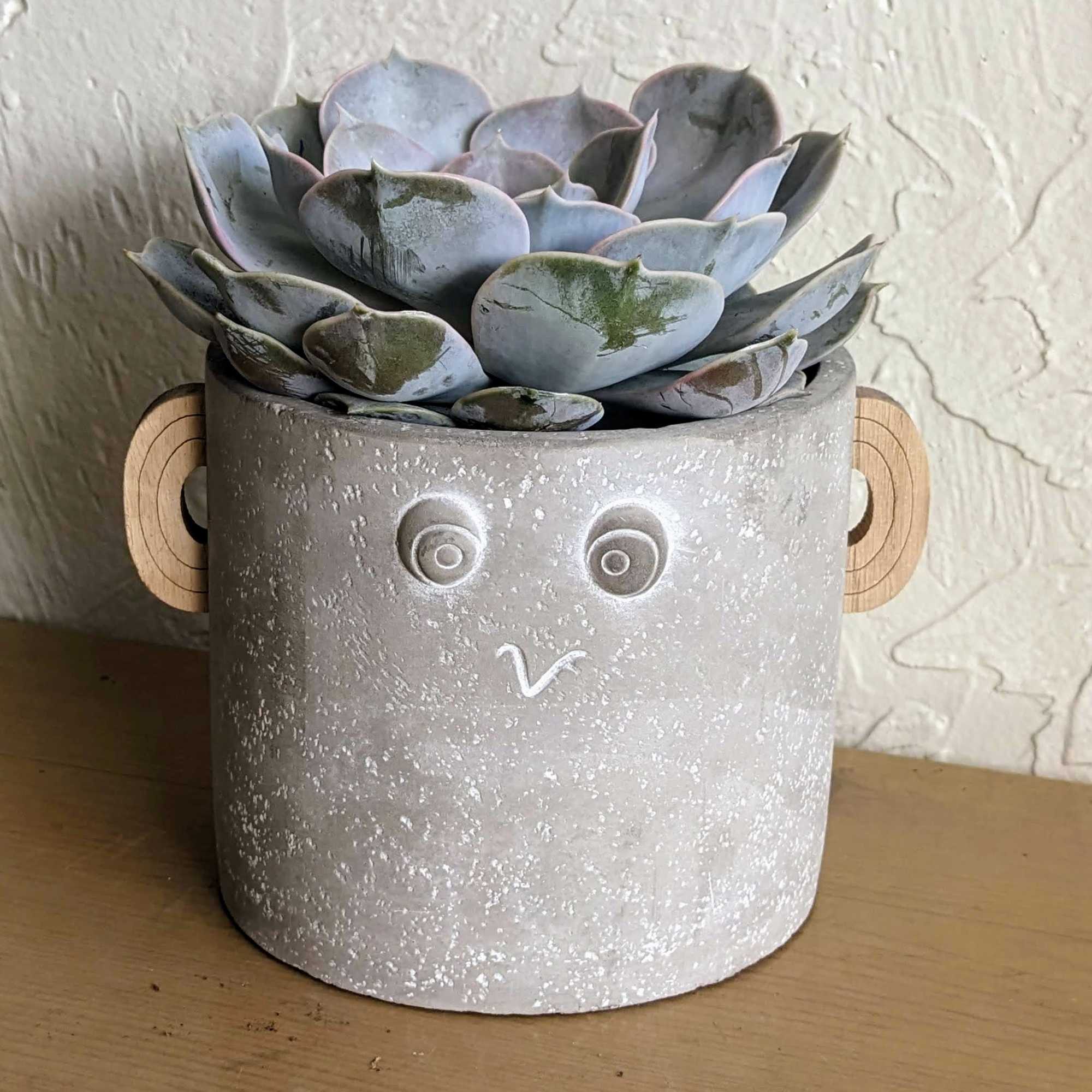 Succulent in a gray face planter with wooden ears