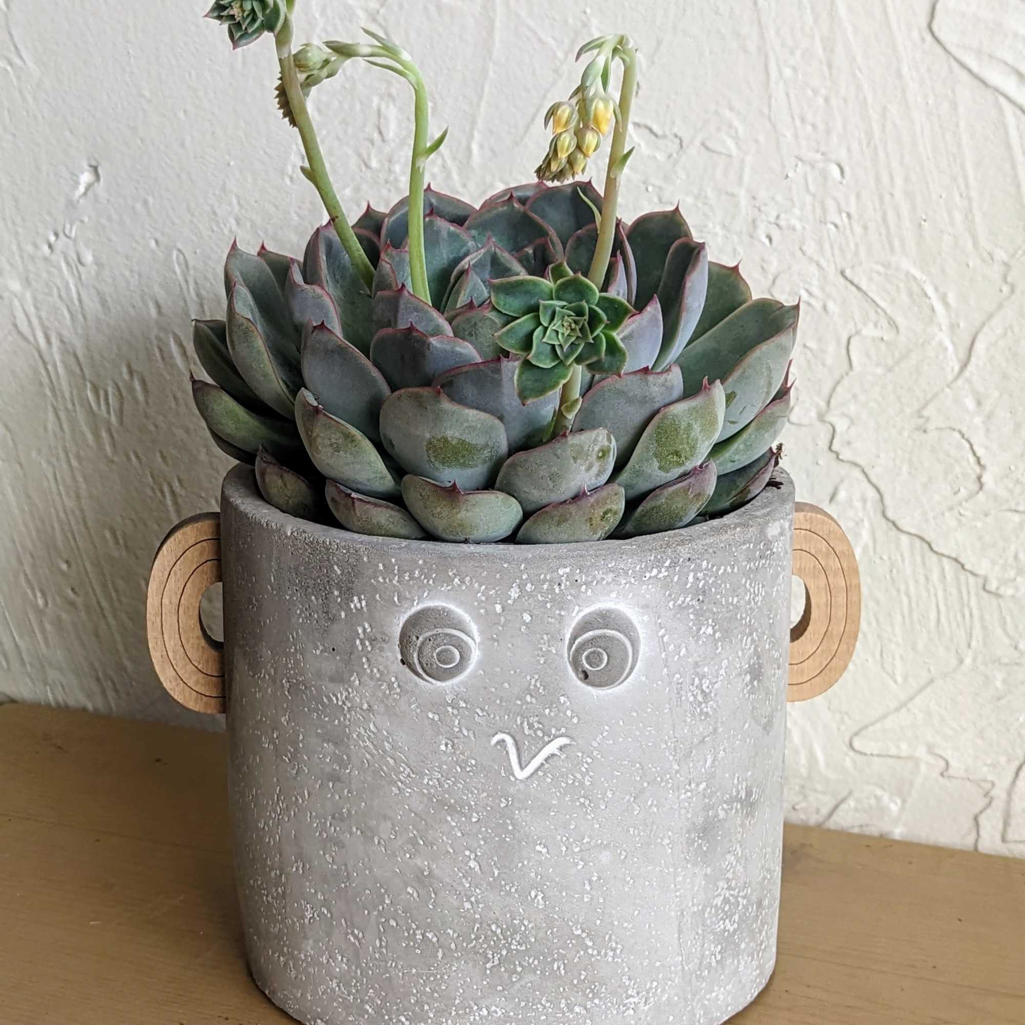 Potted succulent arrangement in a gray face-shaped planter