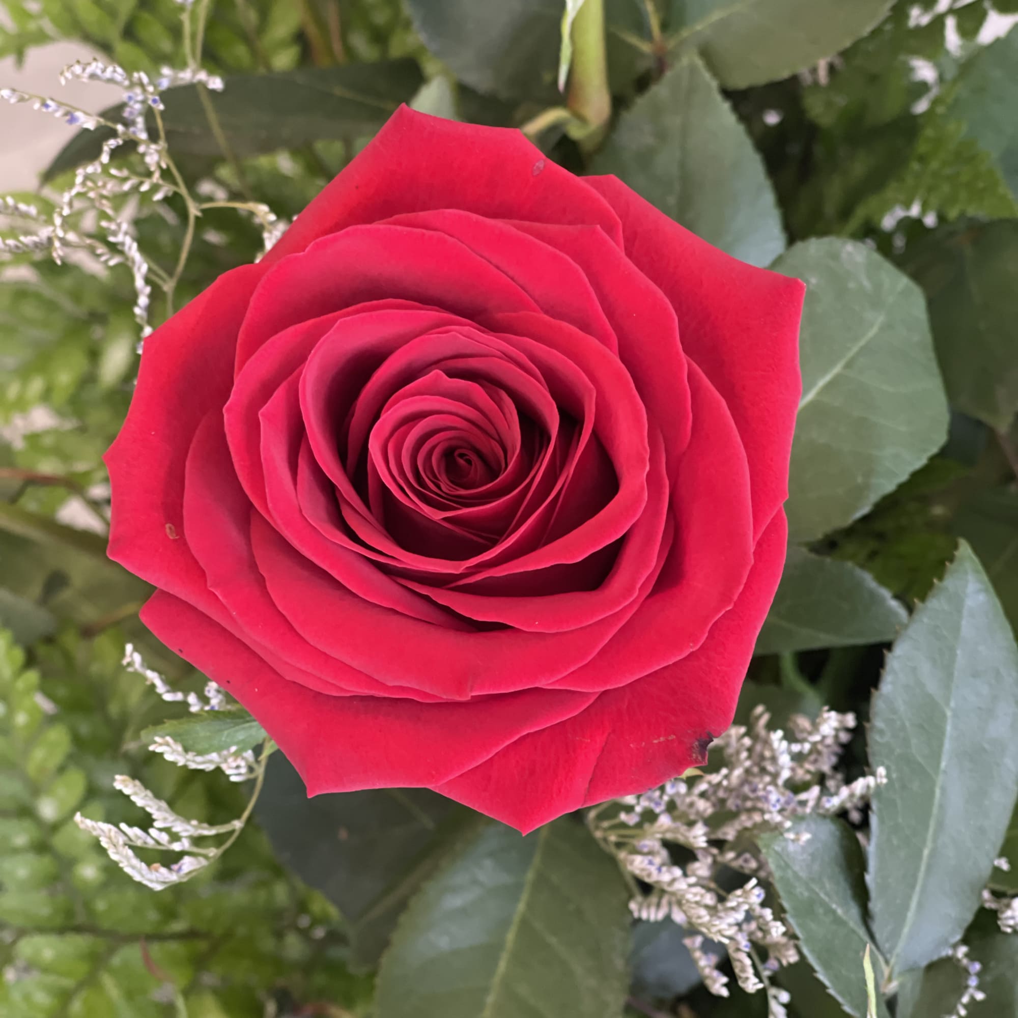 Close-up of a red rose surrounded by greenery