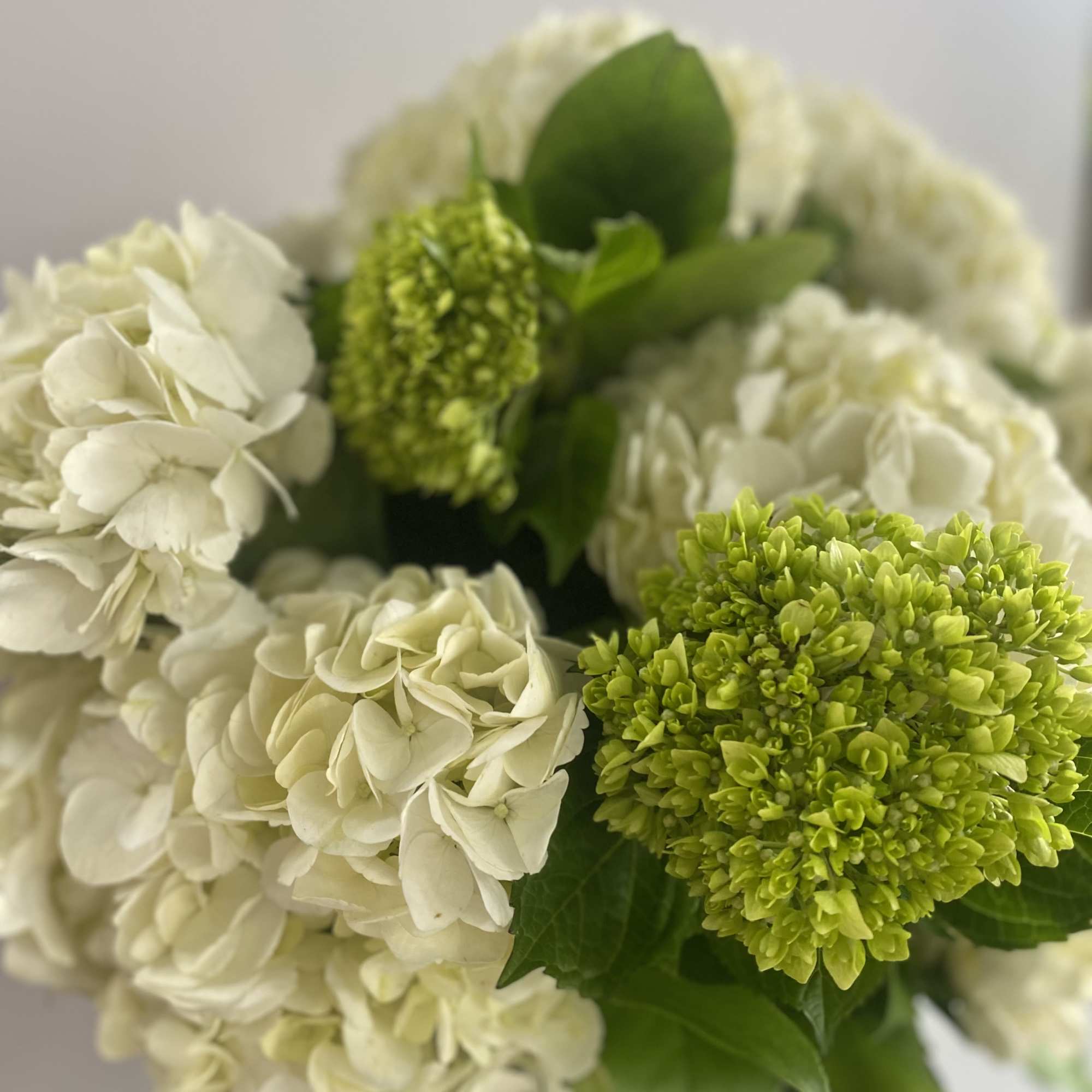 Celebrate Timeless Beauty with Hydrangeas
Always in season at Elizabeth's Garden, our "Hydrangea