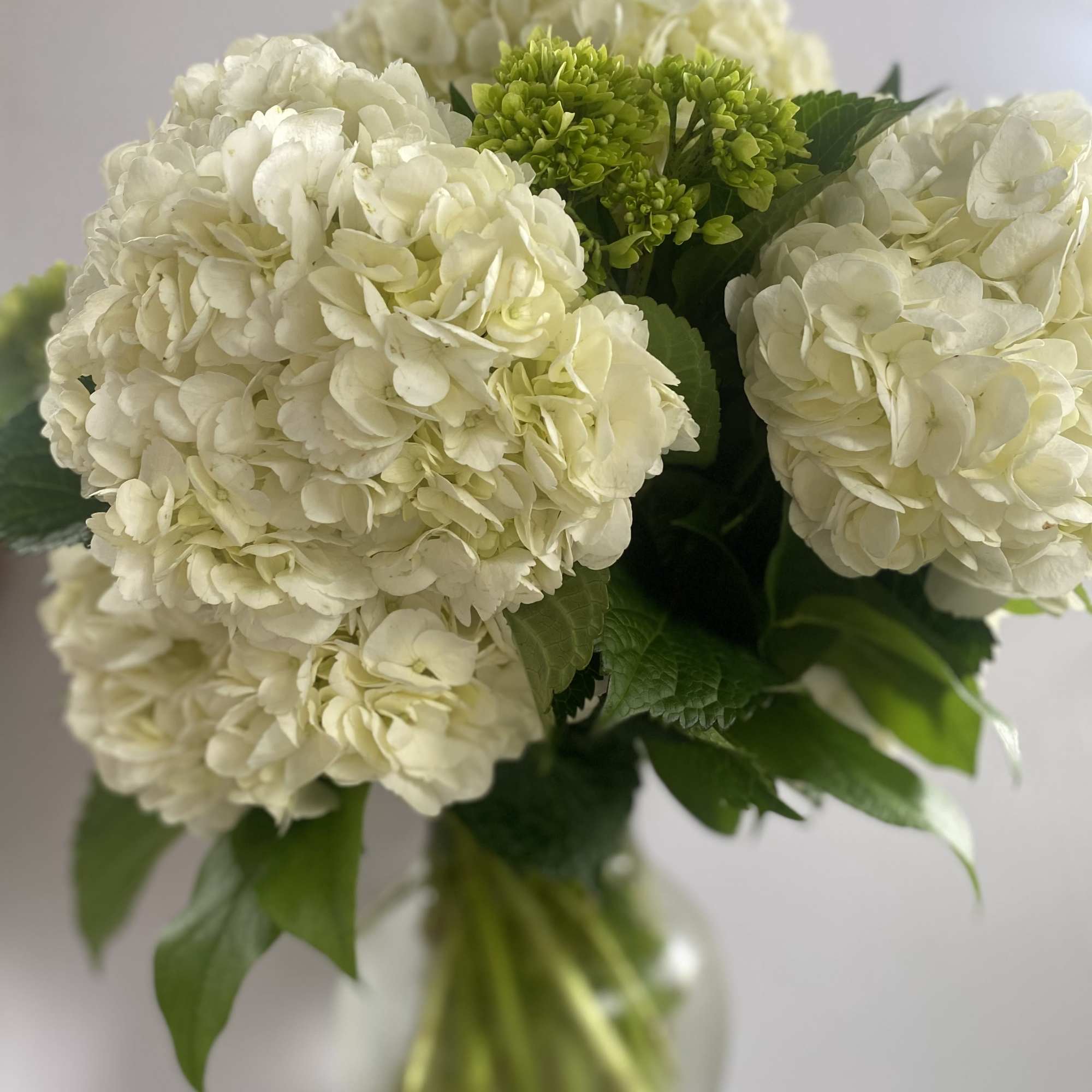 White hydrangea bouquet with green blooms in a glass vase