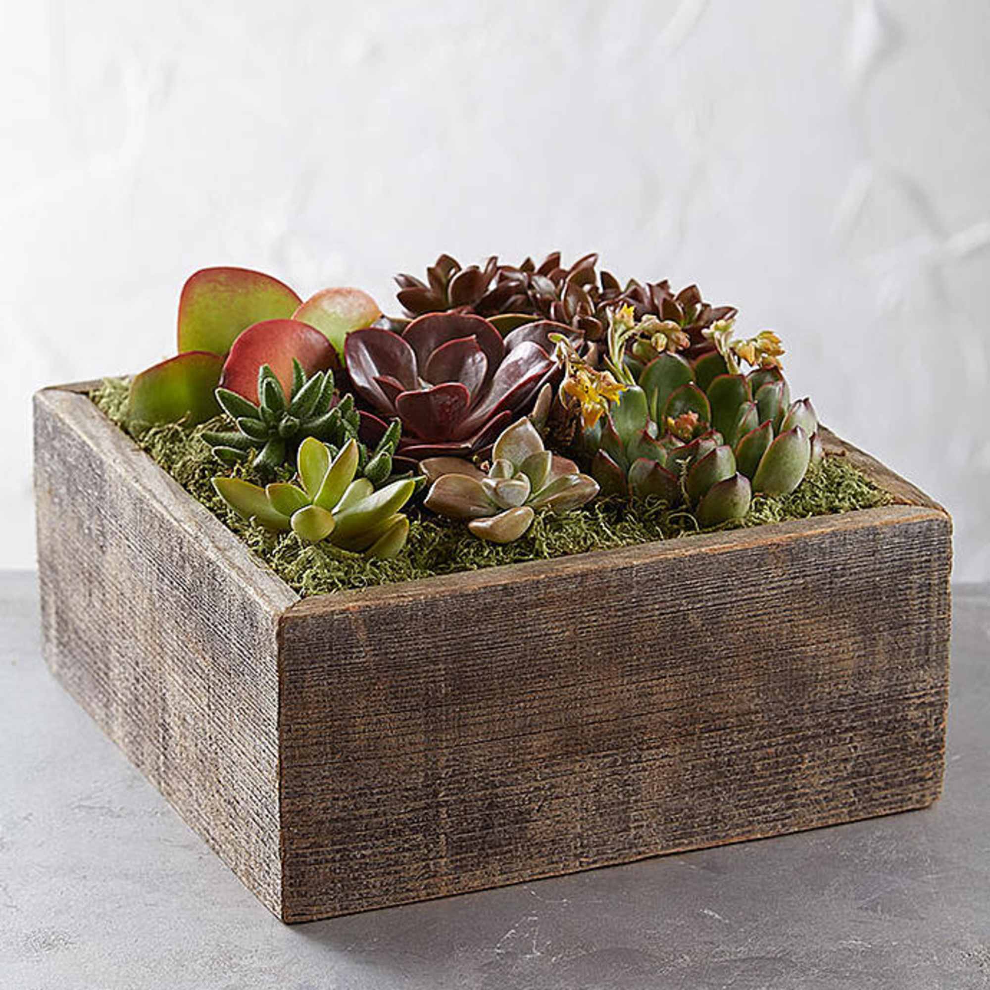 We&rsquo;ve gathered a lush selection of succulents inside a reclaimed wood container.