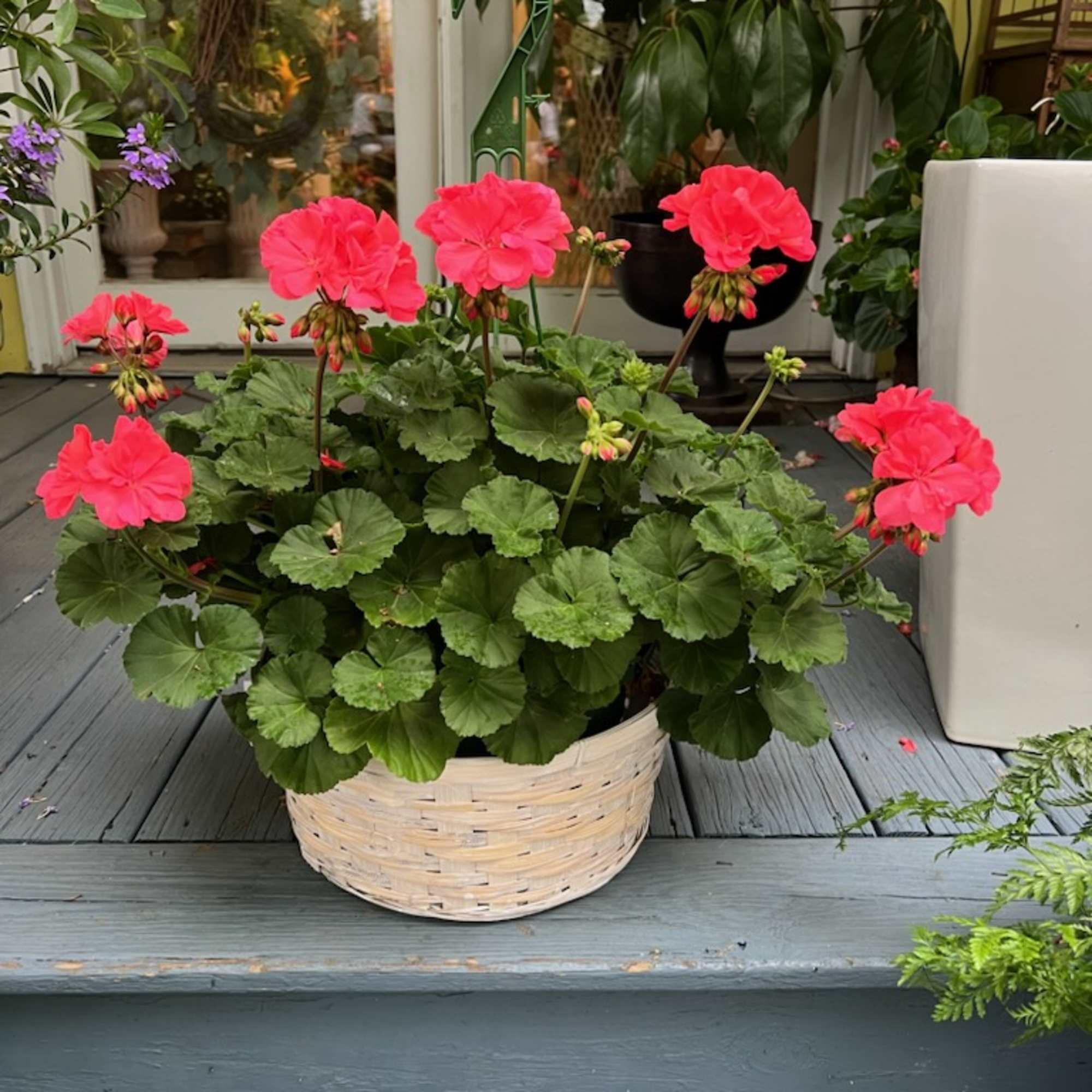 Brighten any sunny patio or porch with our Abundant Geranium Basket, a