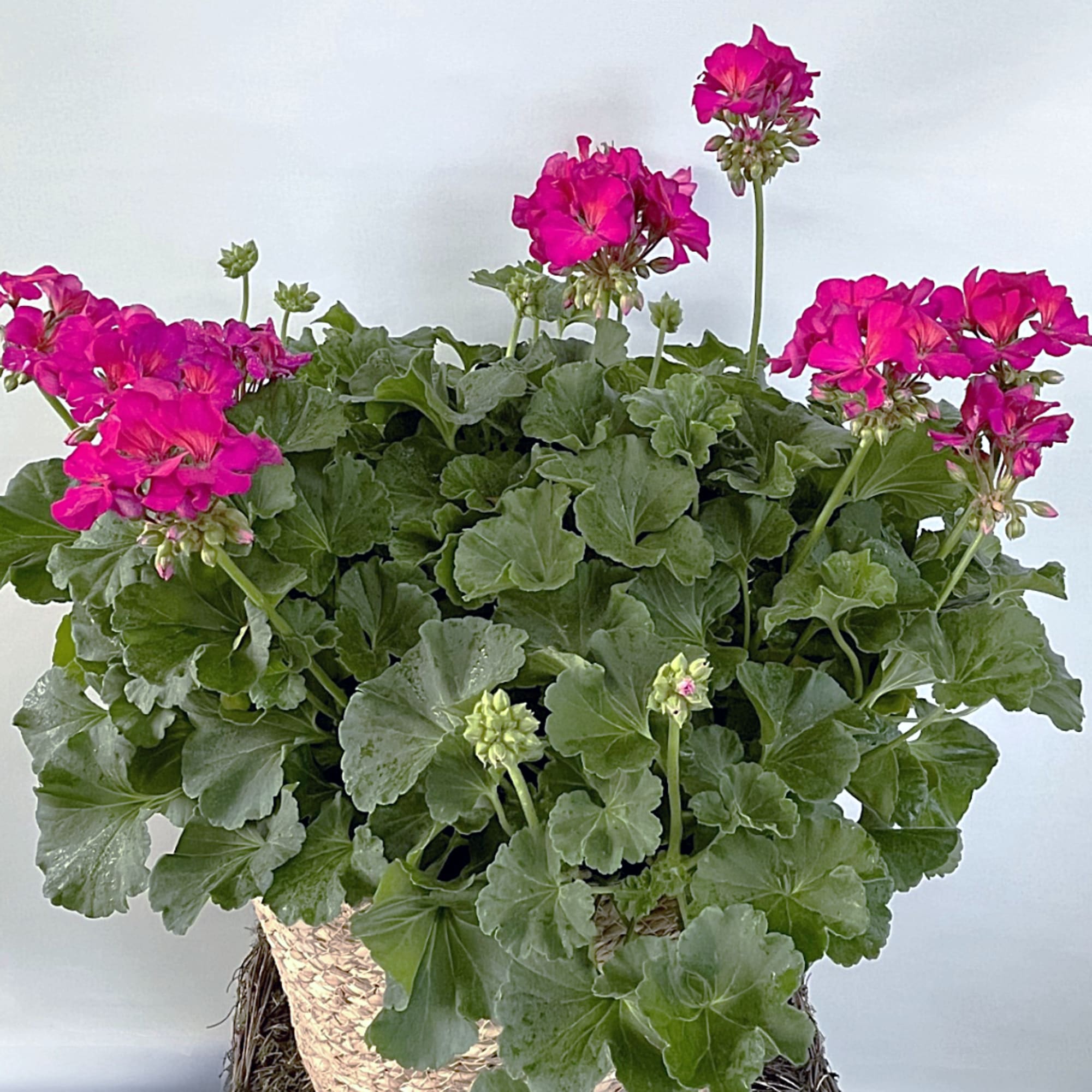 Potted plant with bright pink flowers and dense green leaves in a woven basket