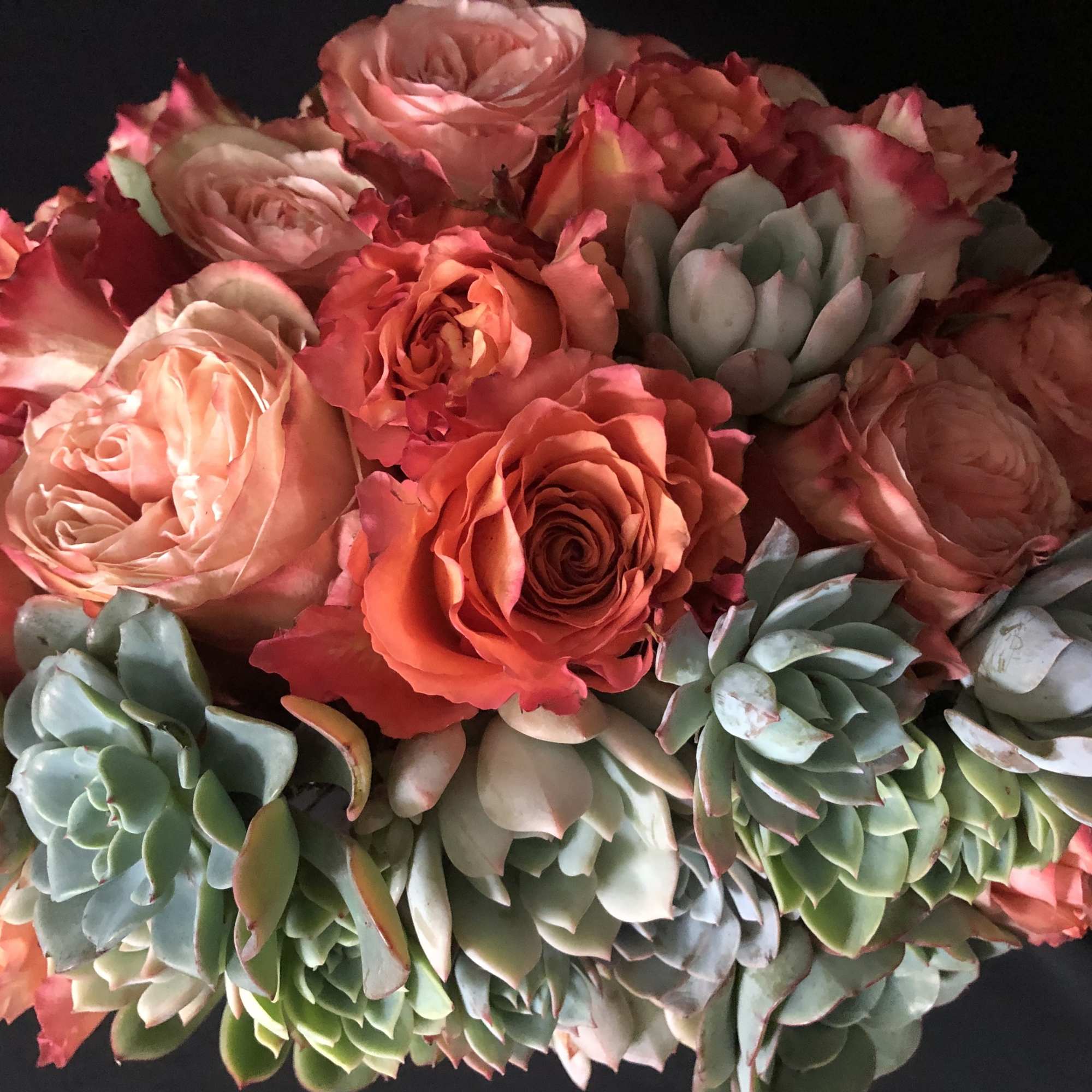Bouquet of coral roses and pale green succulents on a dark background
