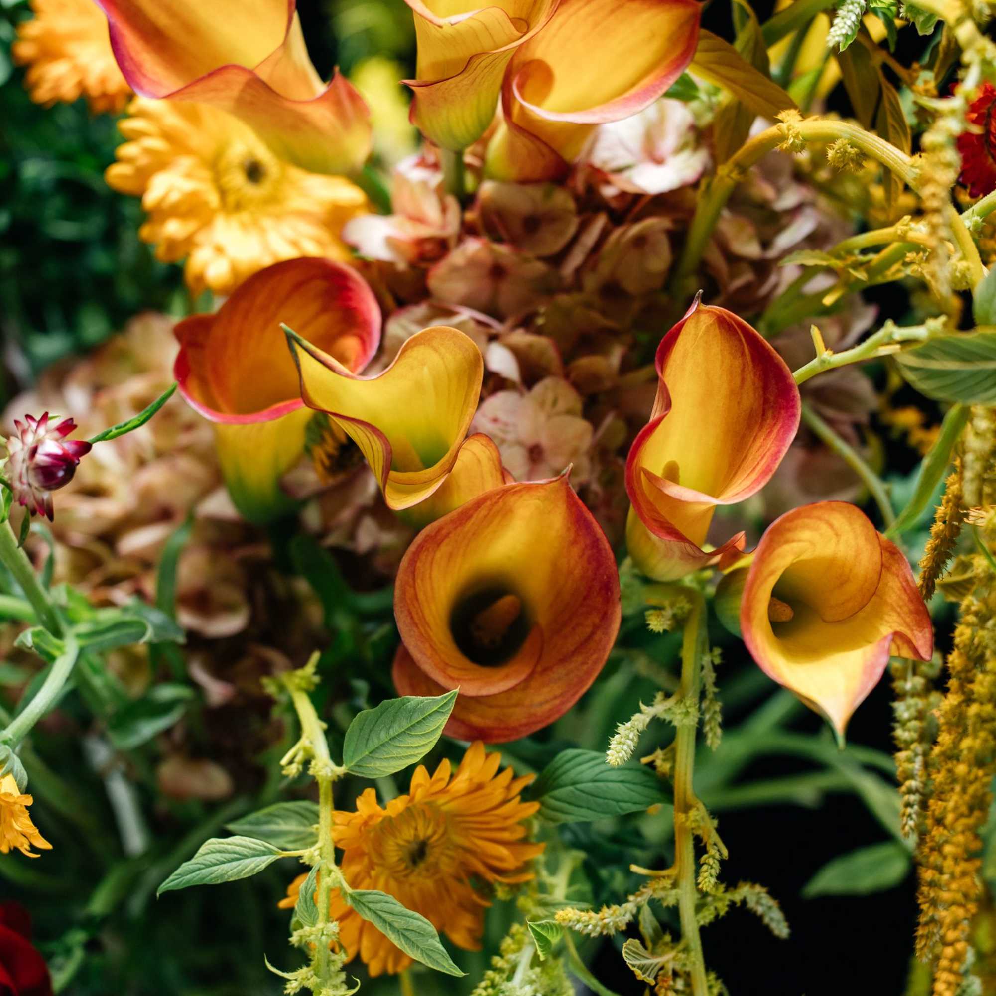 Zhar Ptitsa is fire in motion.
Inspired by the Slavic myth of the