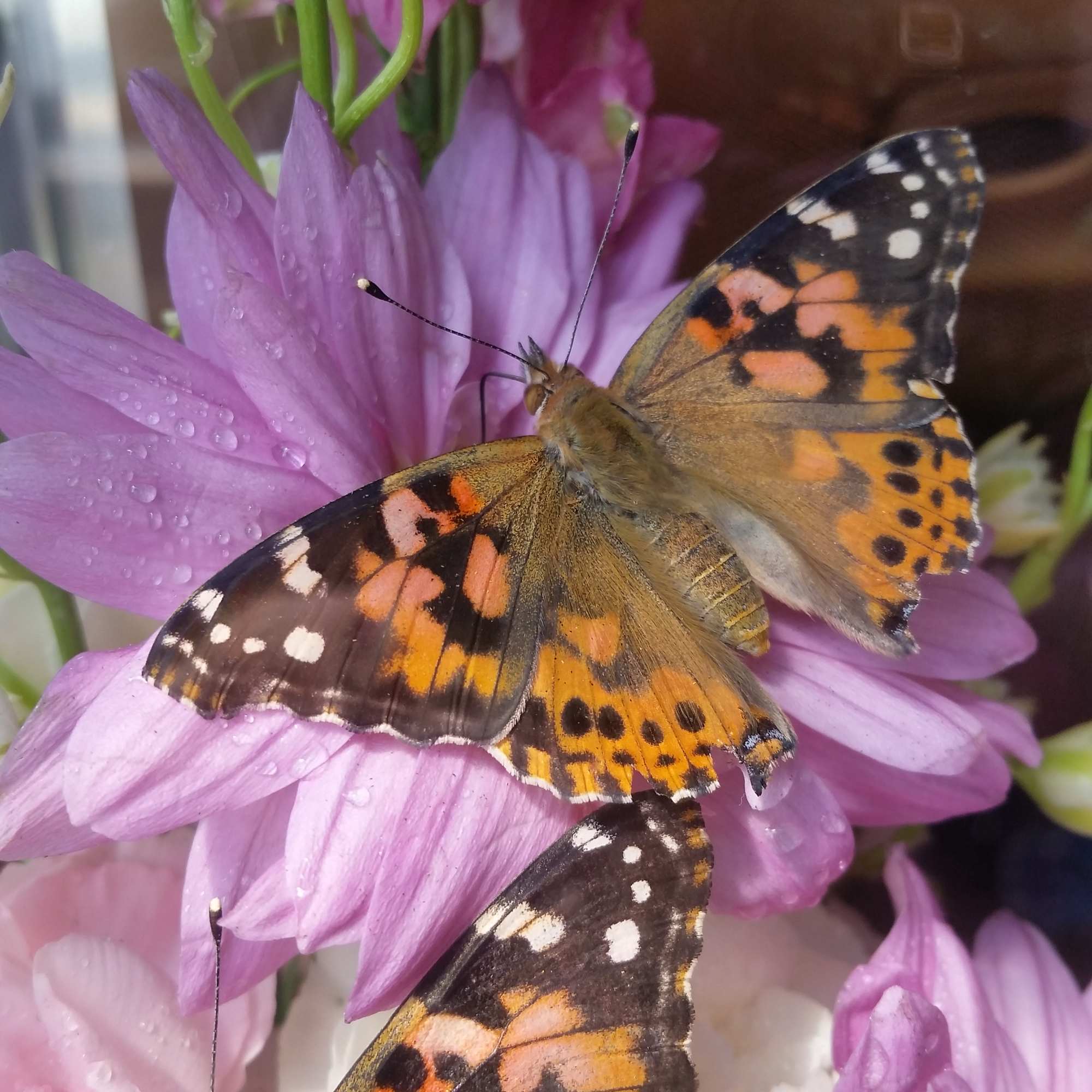 Pink and purple flowers with three butterflies resting on top