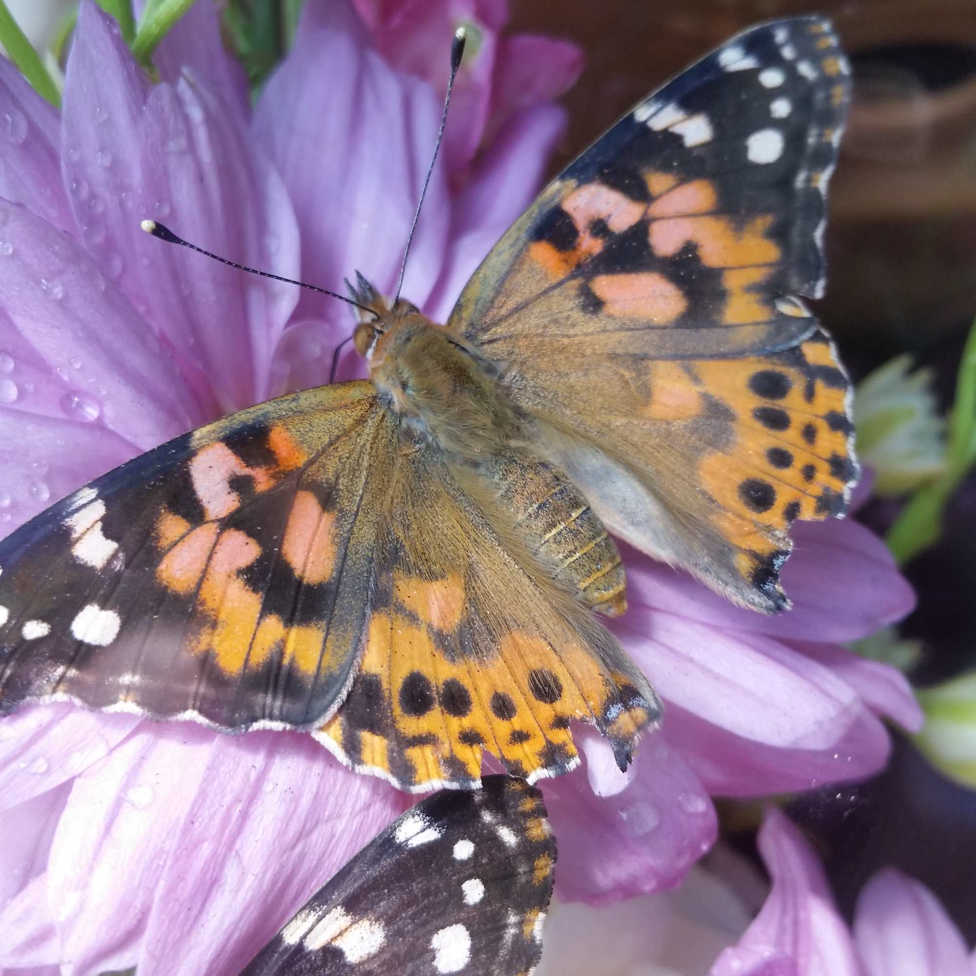 Butterflies resting on purple daisy-like flowers