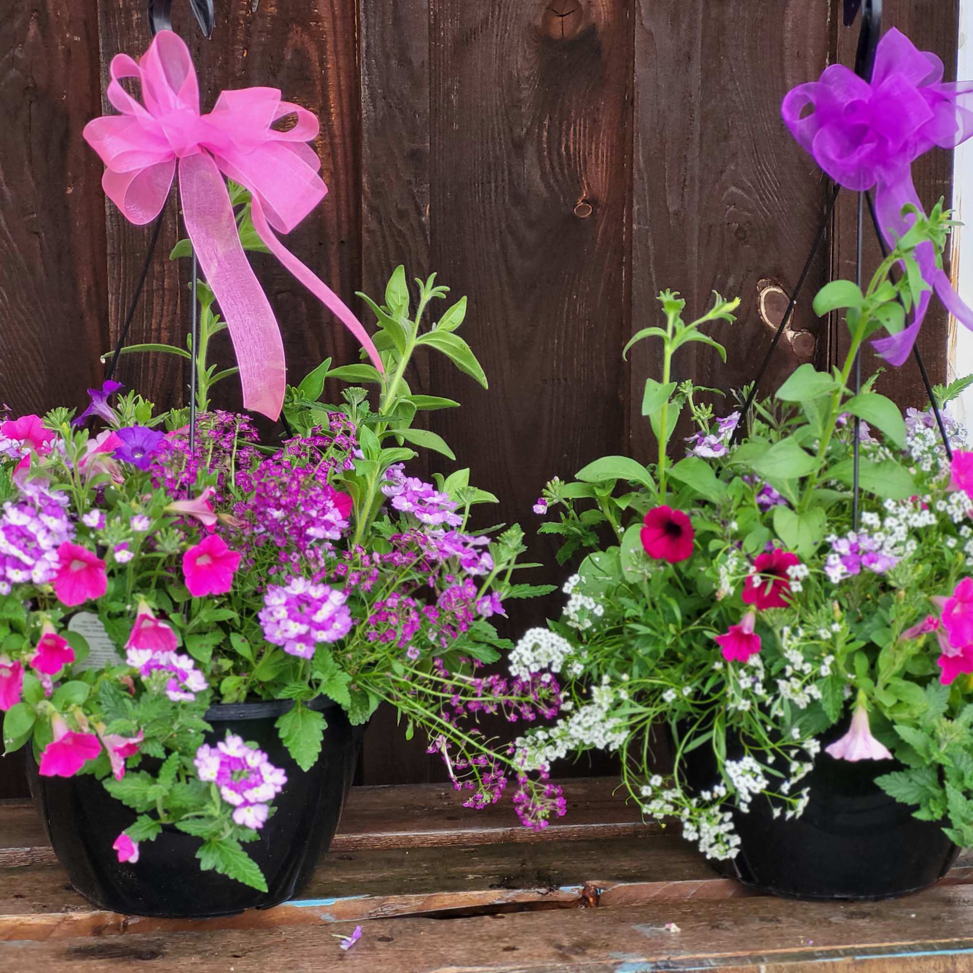 Two potted flower arrangements with pink and purple blooms and ribbon bows