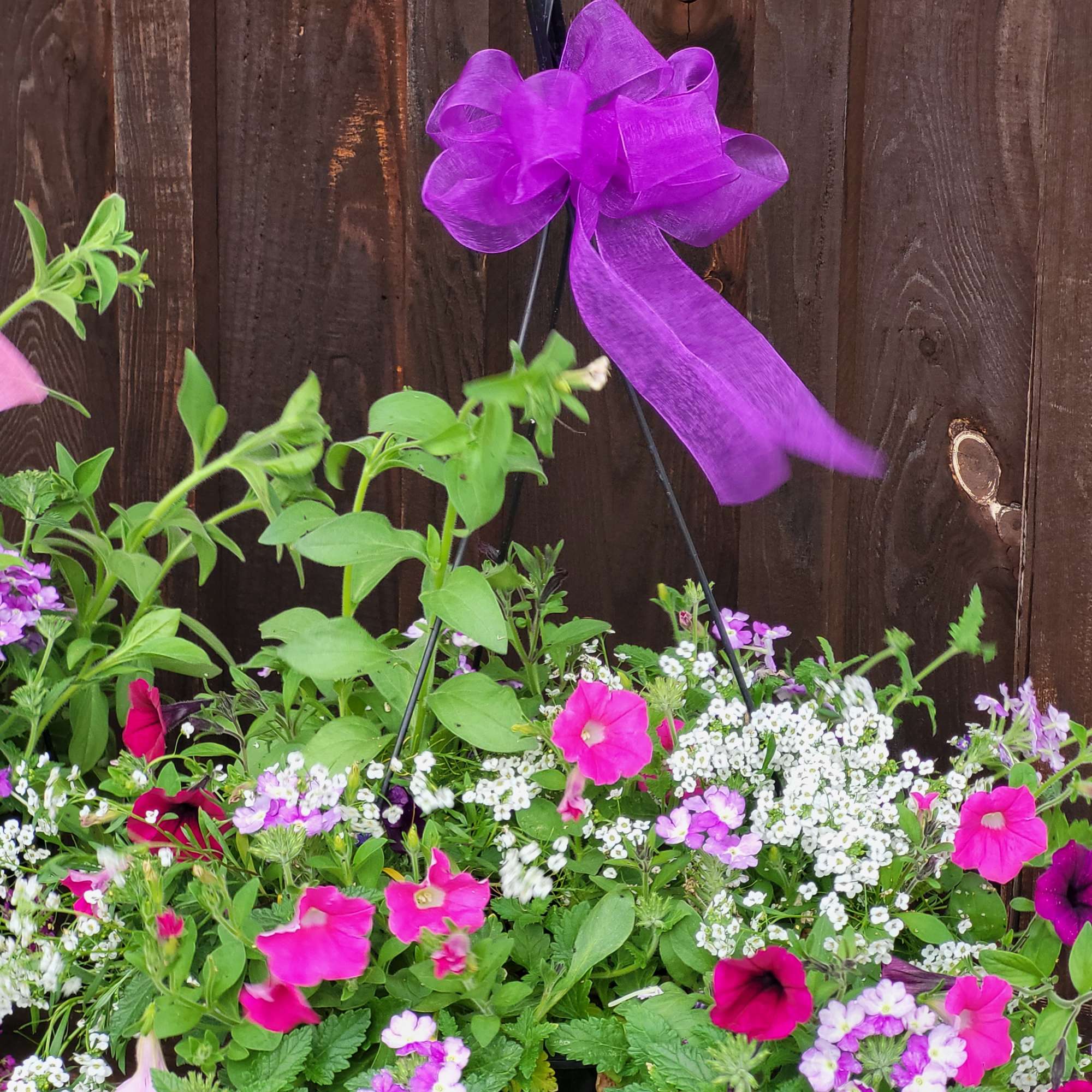 Mixed pink and white flowers in a hanging planter with a purple bow