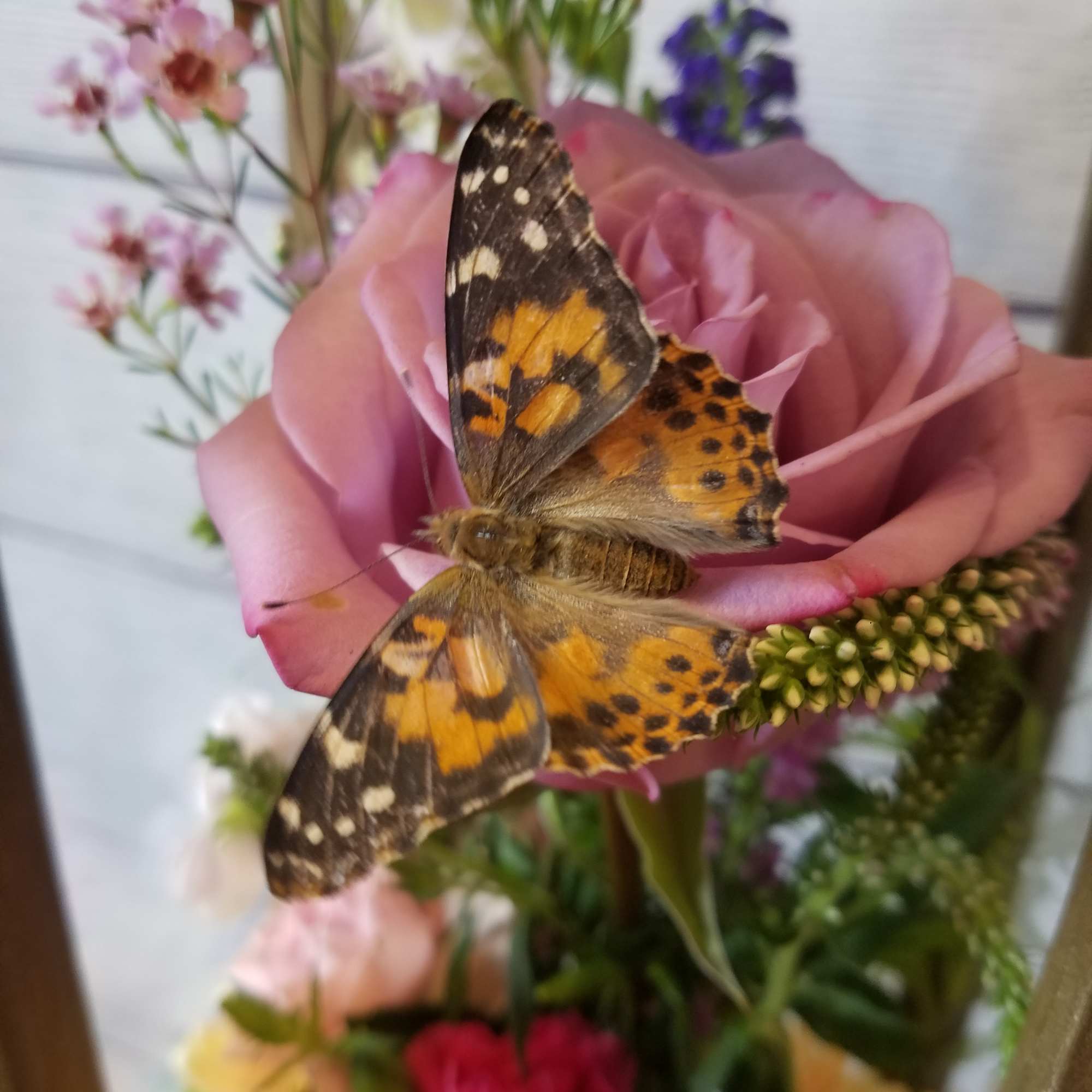 Pink rose with a butterfly resting on it