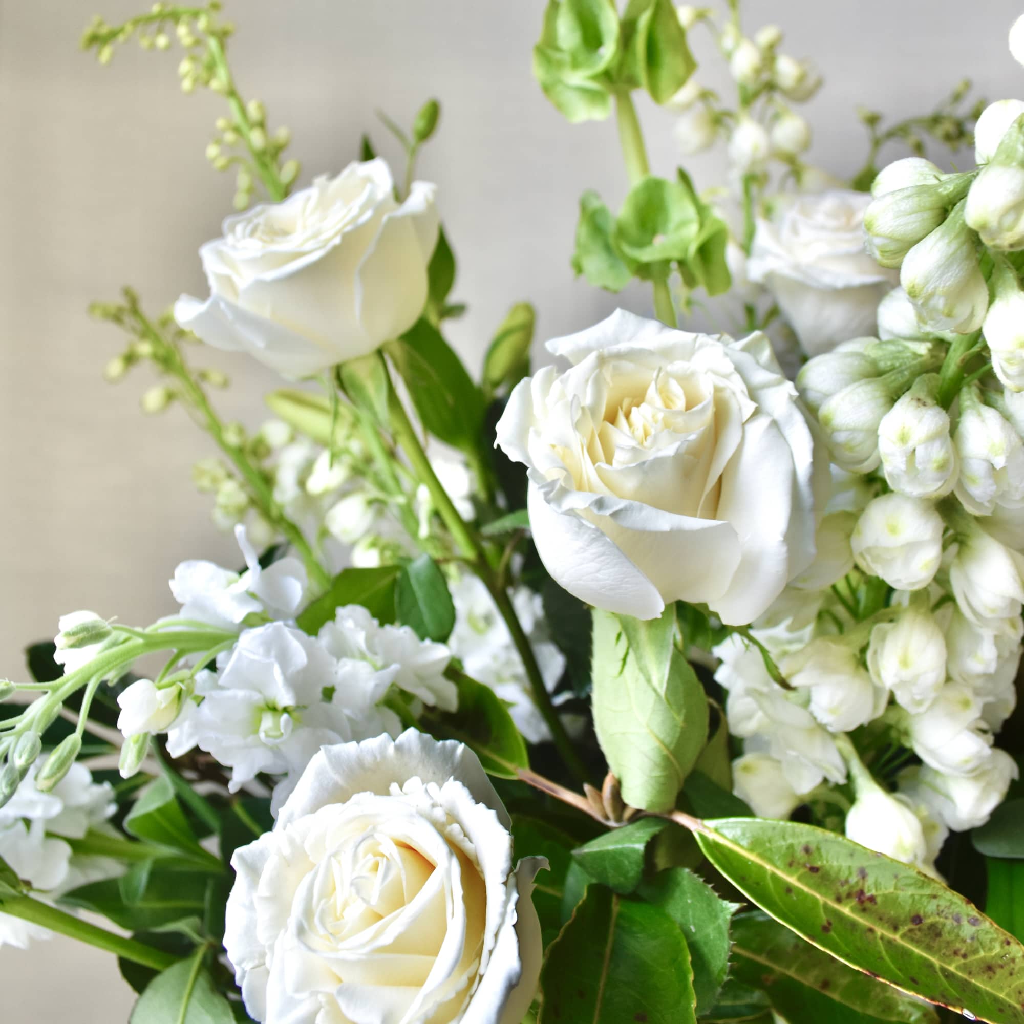 White roses with white filler flowers and green foliage