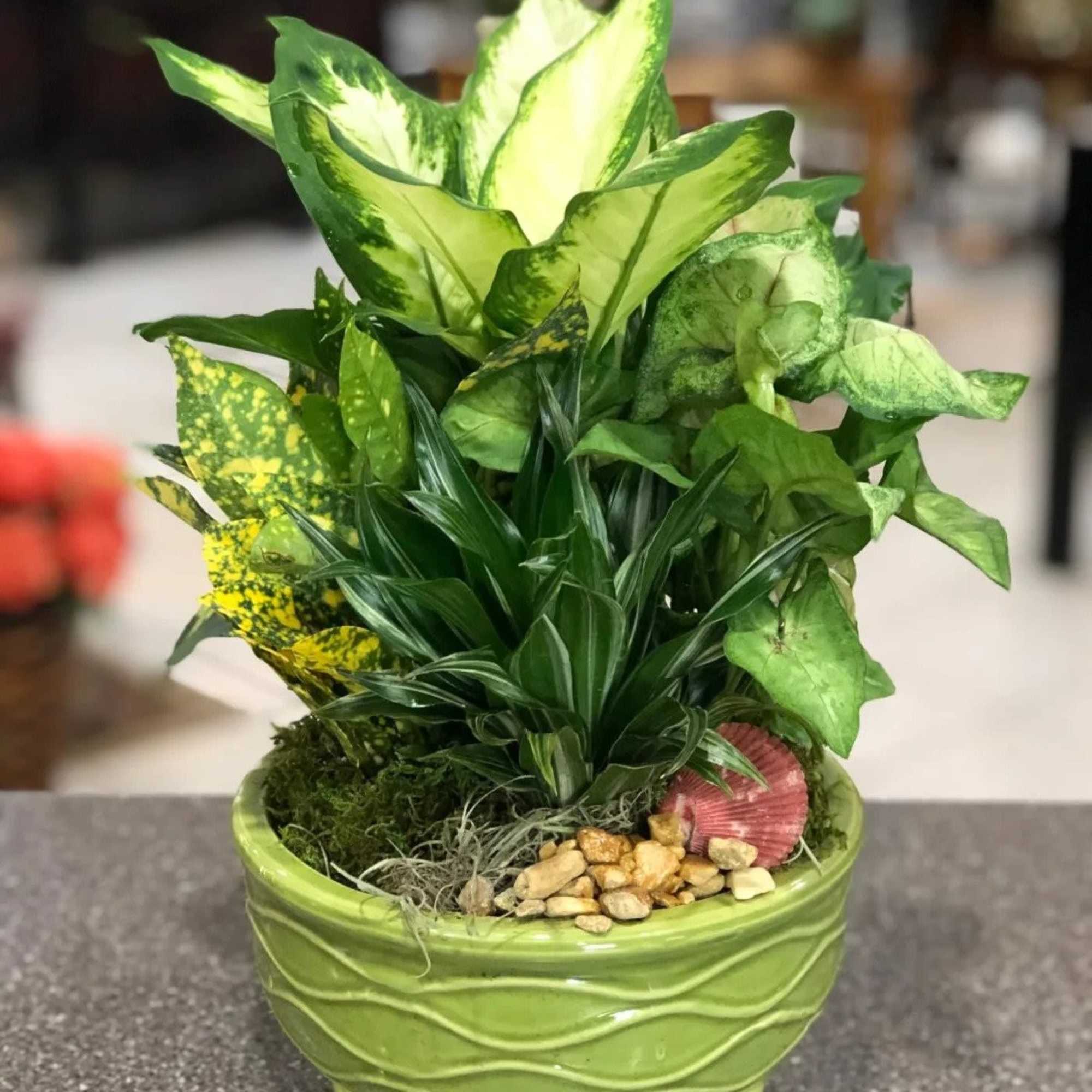 Green potted plant arrangement in a ceramic bowl with decorative stones