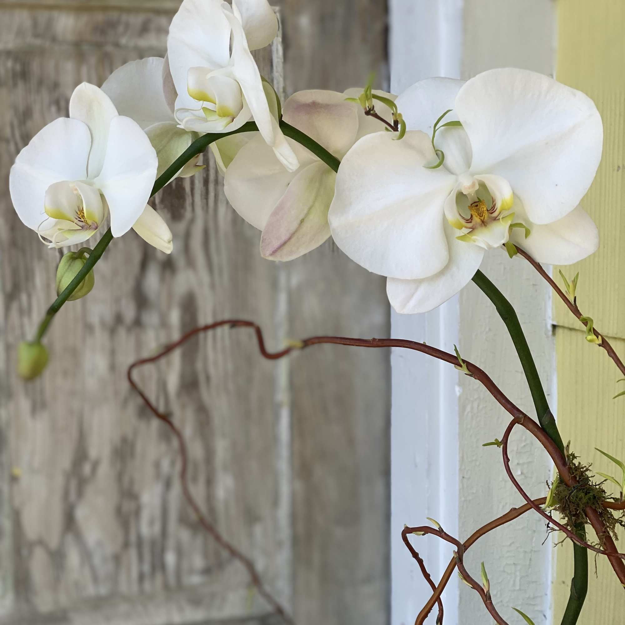 Bring a touch of elegance and tranquility to any space with our