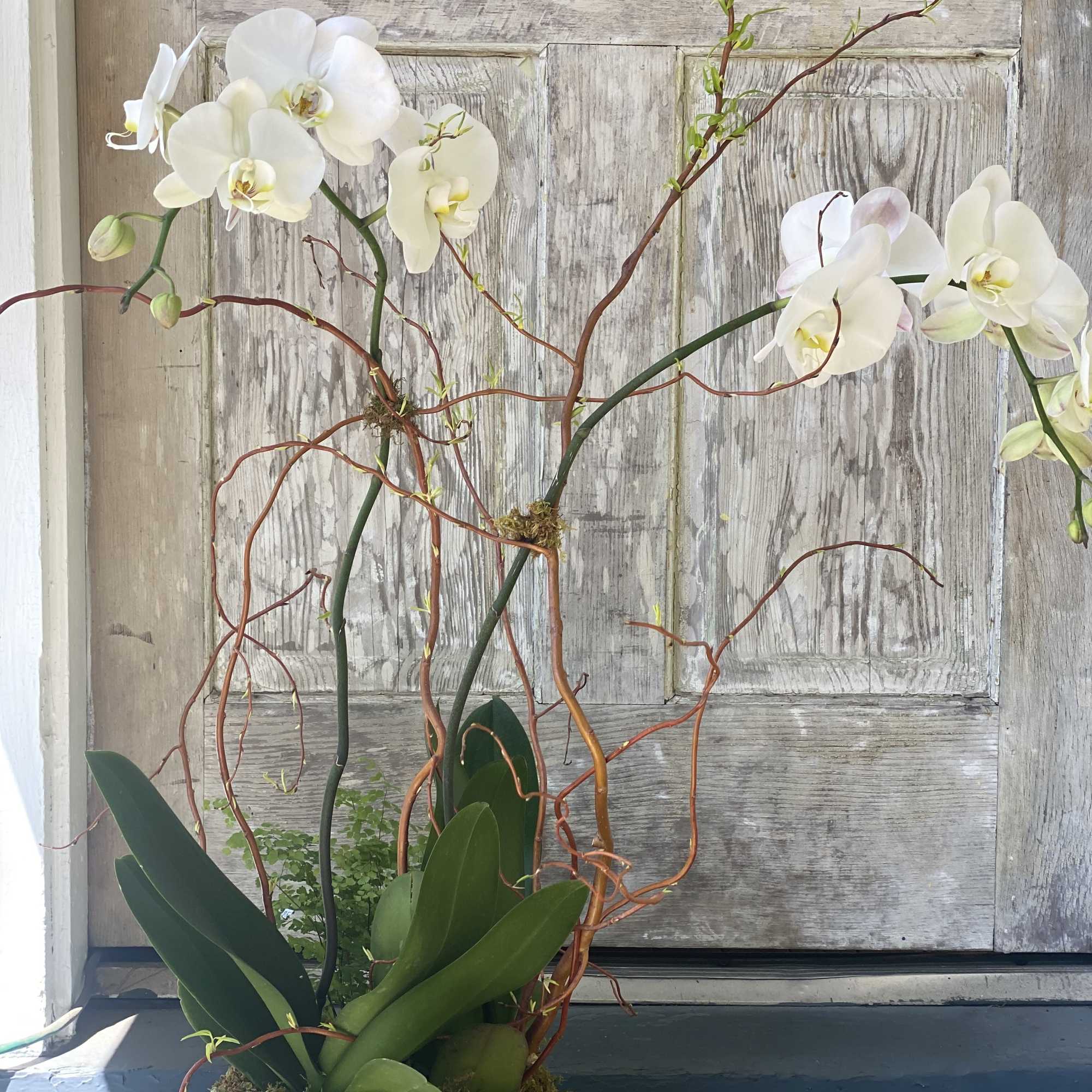 Bring a touch of elegance and tranquility to any space with our