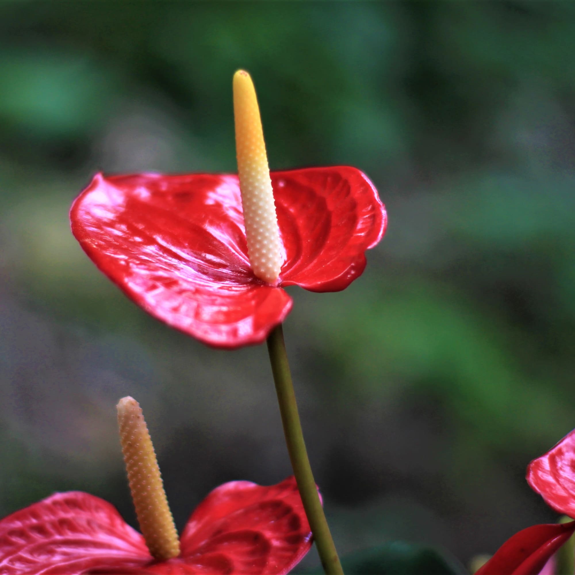 Red anthurium flowers with yellow spadices against a blurred green background