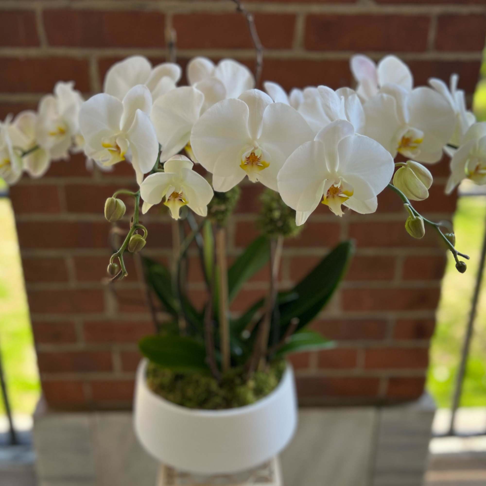 White orchid arrangement in a white pot