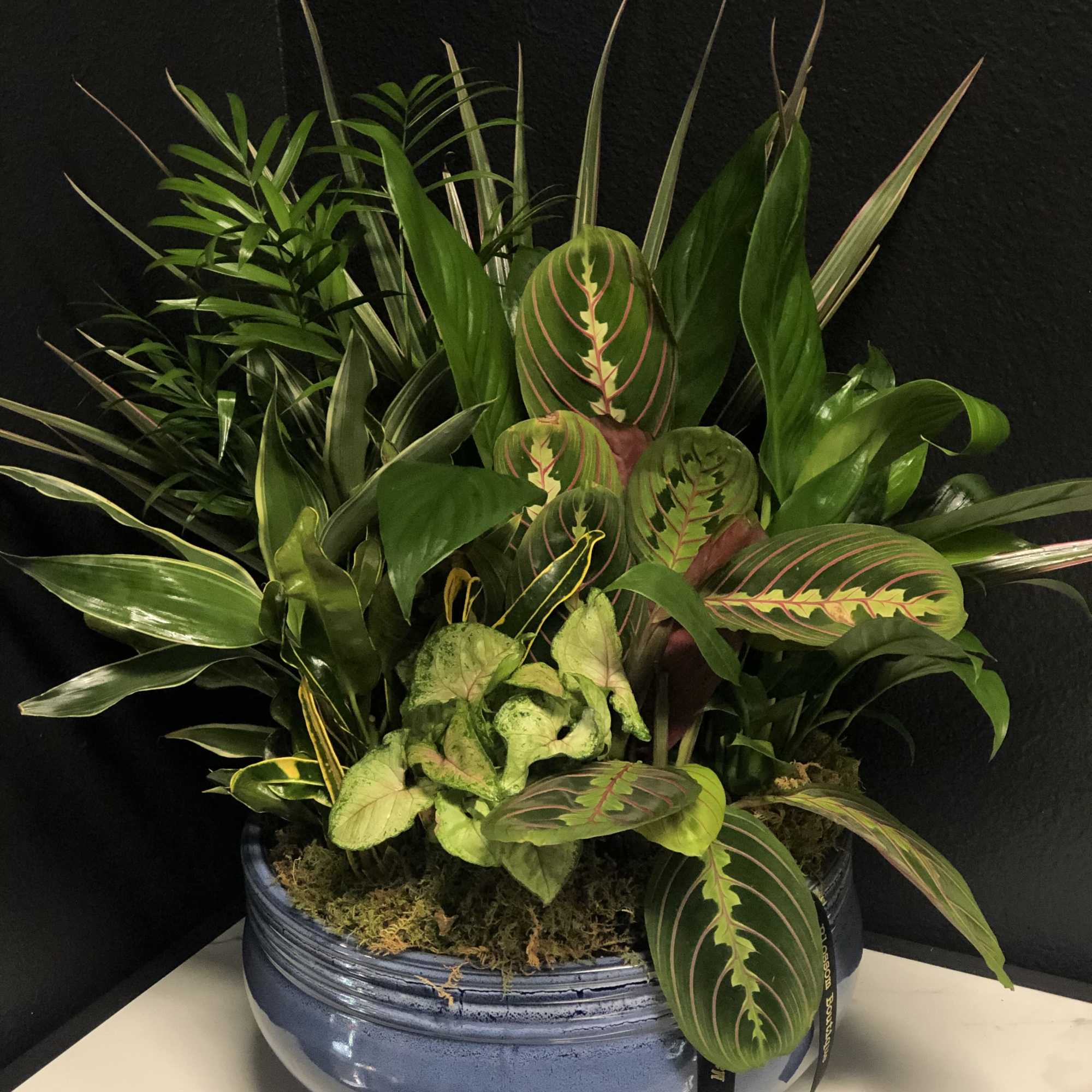 This lovely garden features a variety of easy to care for houseplants