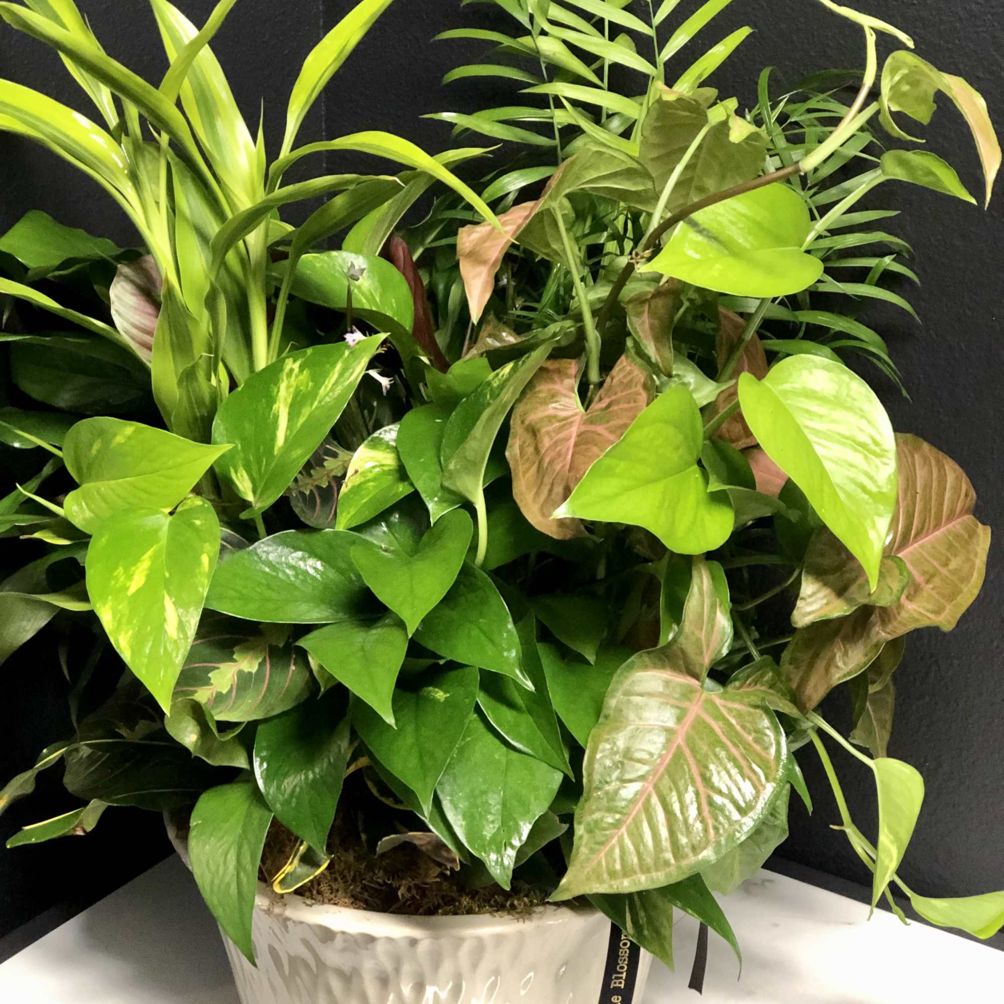 This lovely garden features a variety of easy to care for houseplants
