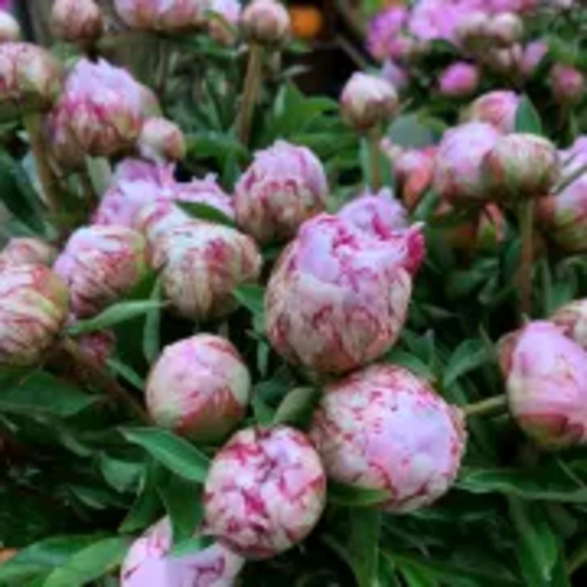 Cluster of pink-and-white peony buds among green foliage