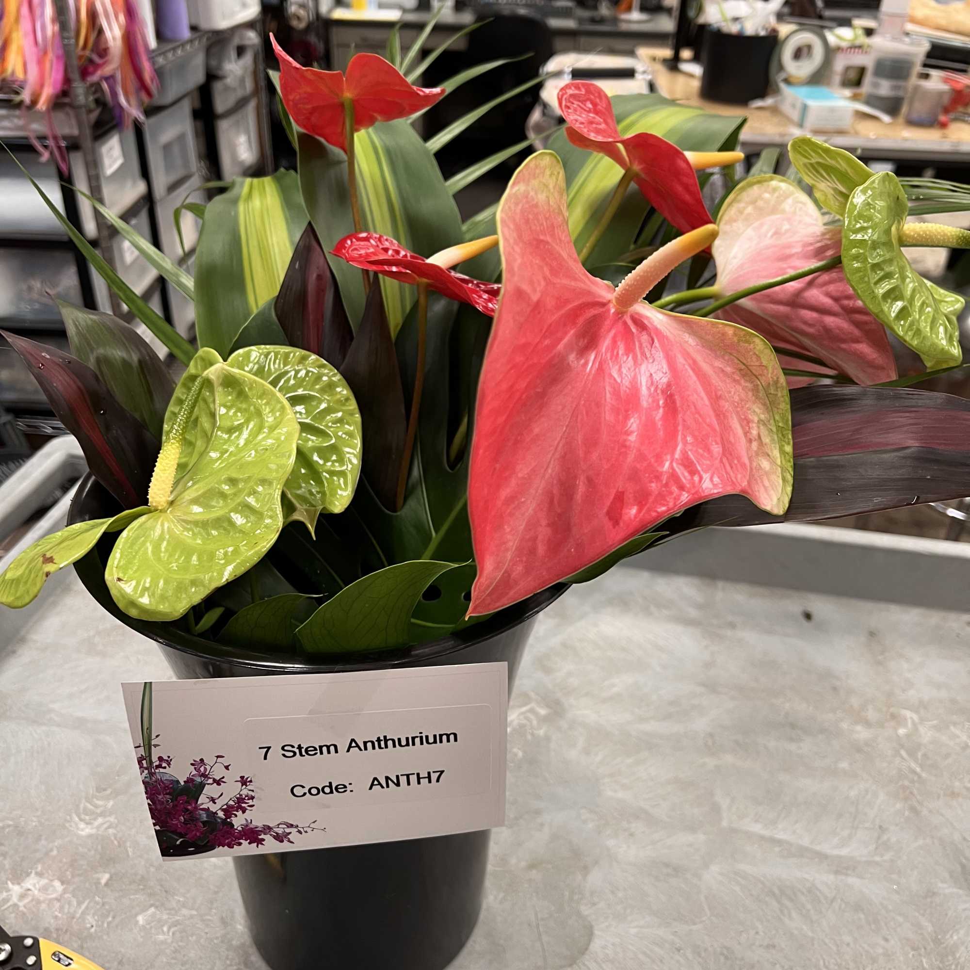 Bundle of red, pink, and green anthurium stems in a black pot with label on a worktable