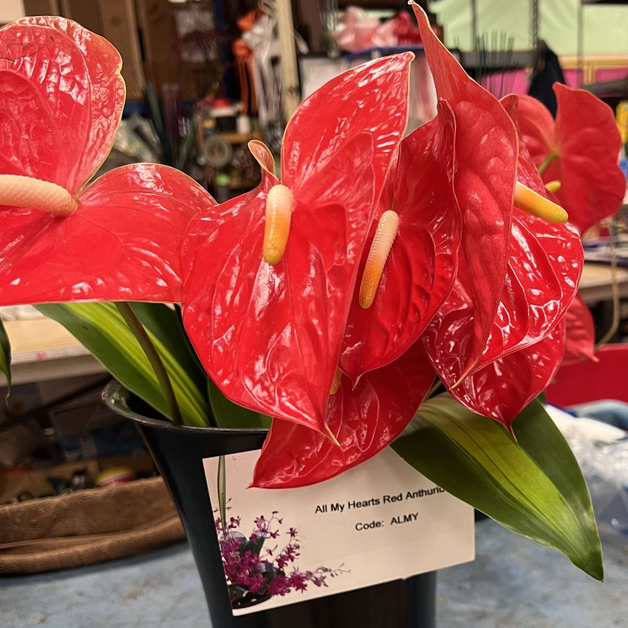 Cluster of glossy red anthurium blooms in a black vase with a small label card attached.