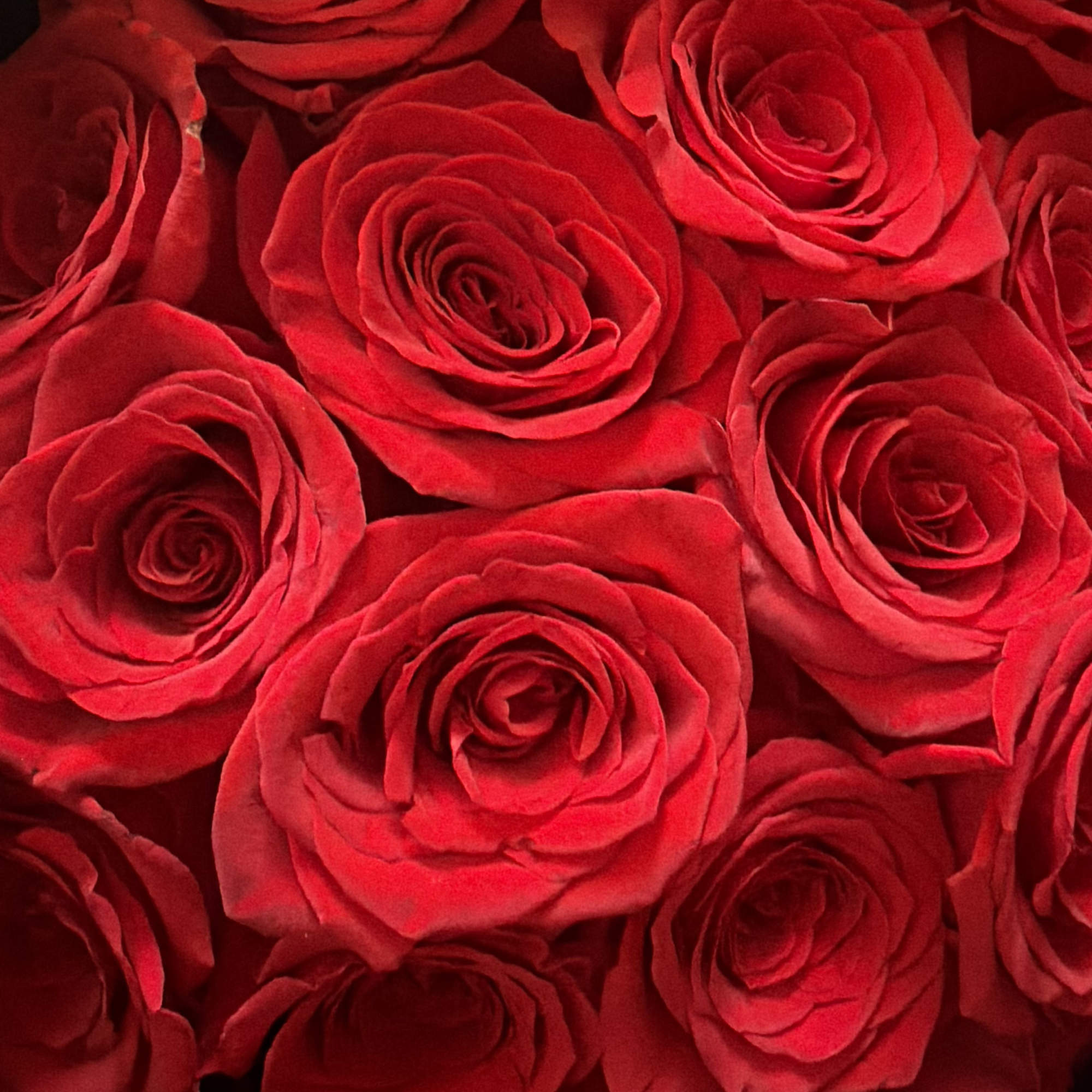 Make a bold statement with this beautifully simple design. Three Dozen Red