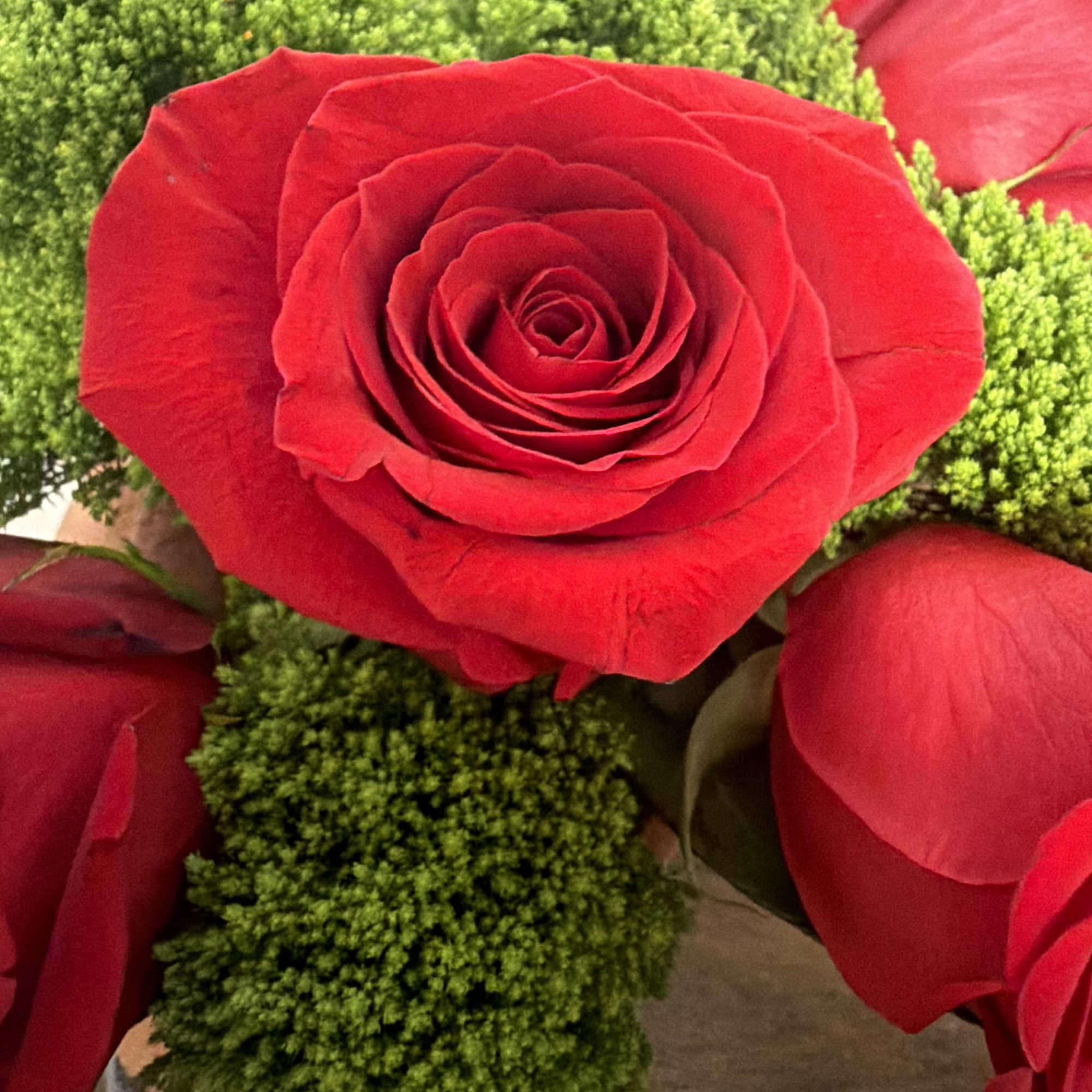 Make a bold statement with this beautifully simple design. Three Dozen Red