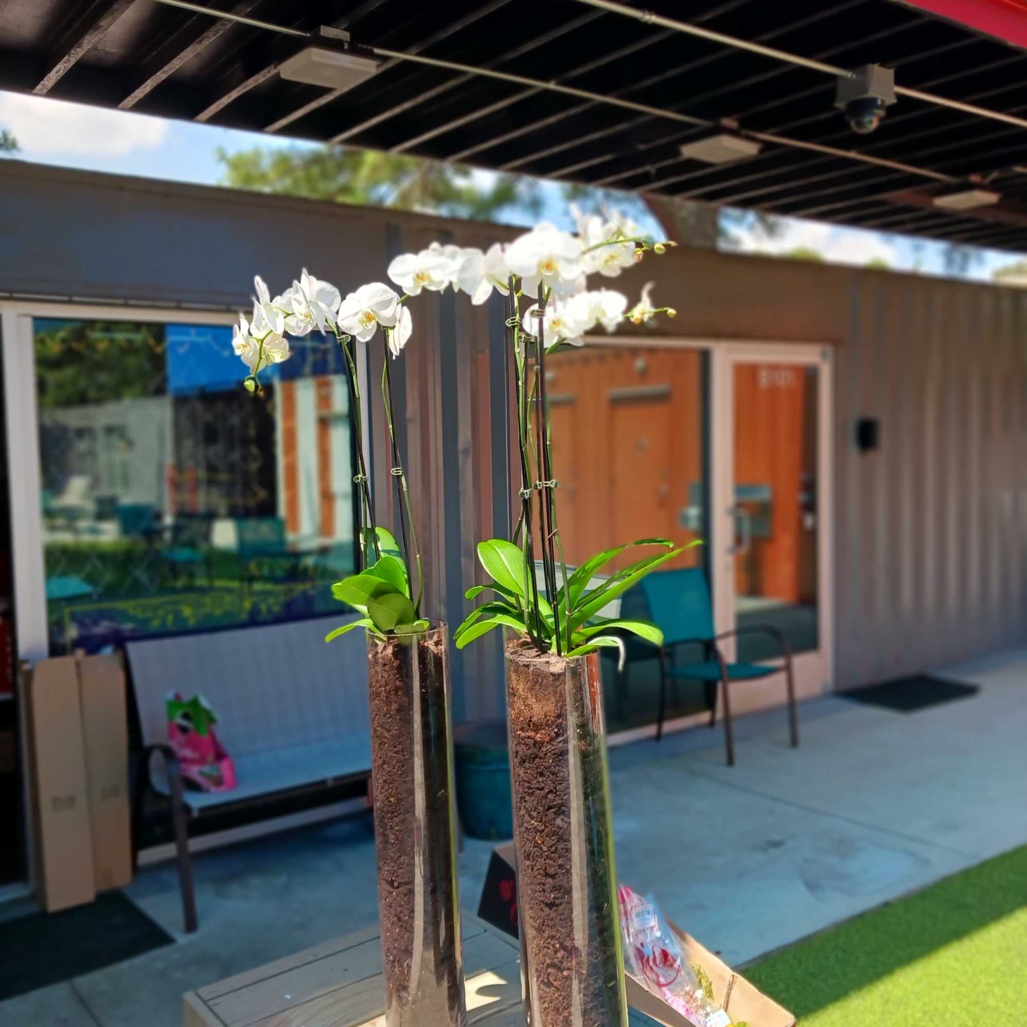 Two white orchids in tall glass vases on a table